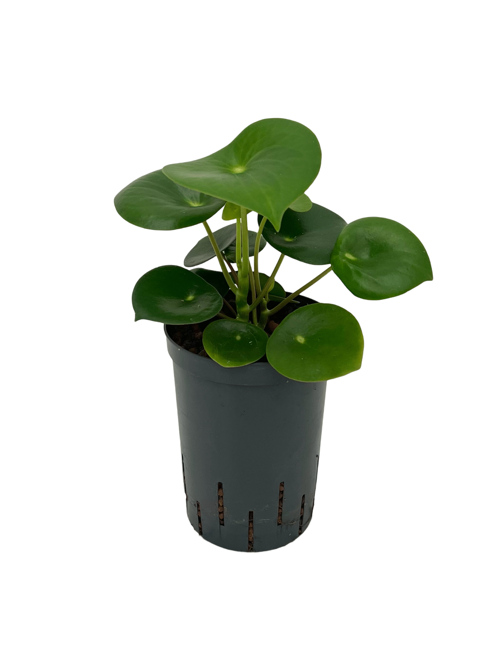 Peperomia polybotrya 'Raindrop'