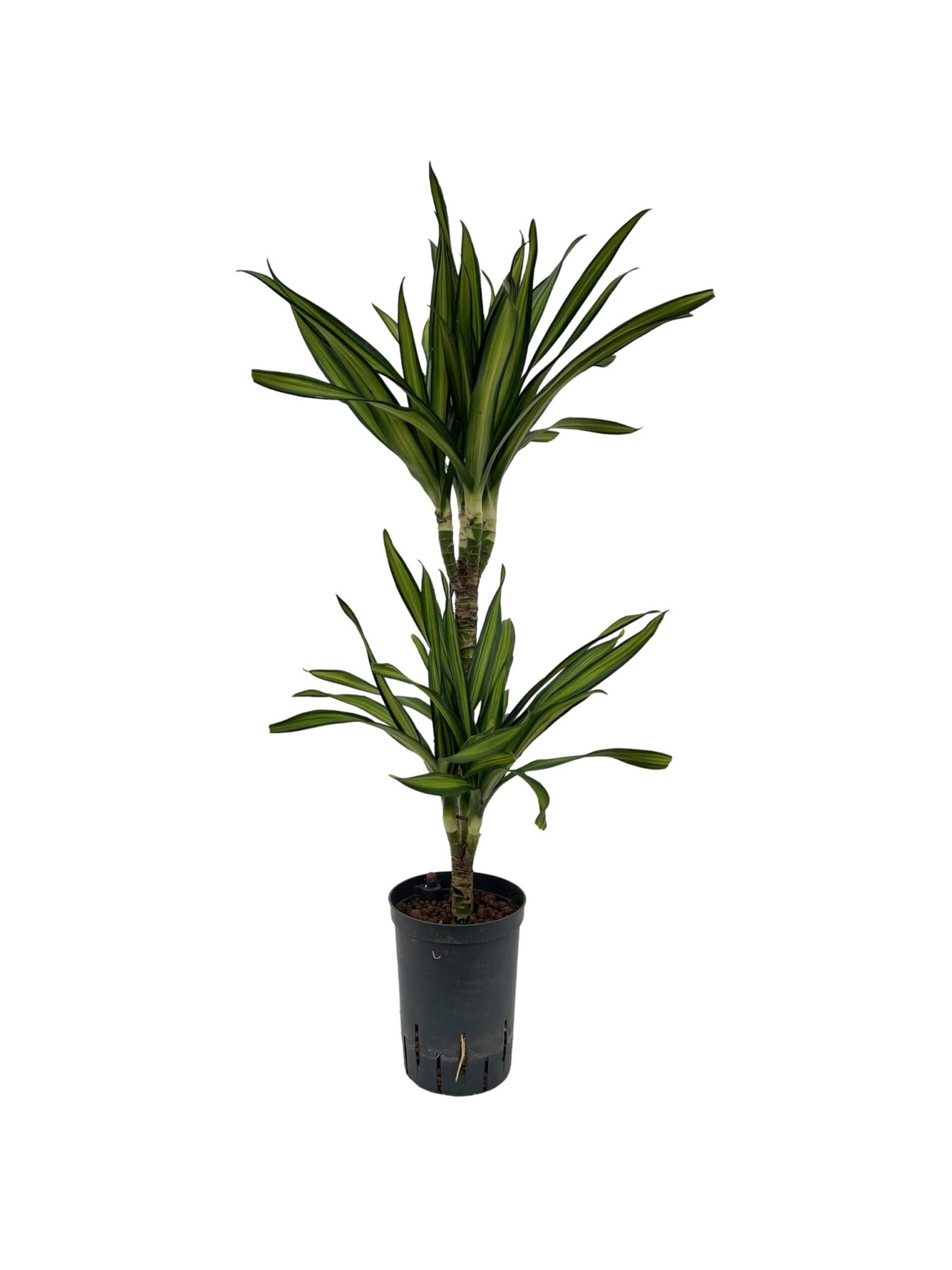 Dracaena 'Riki'