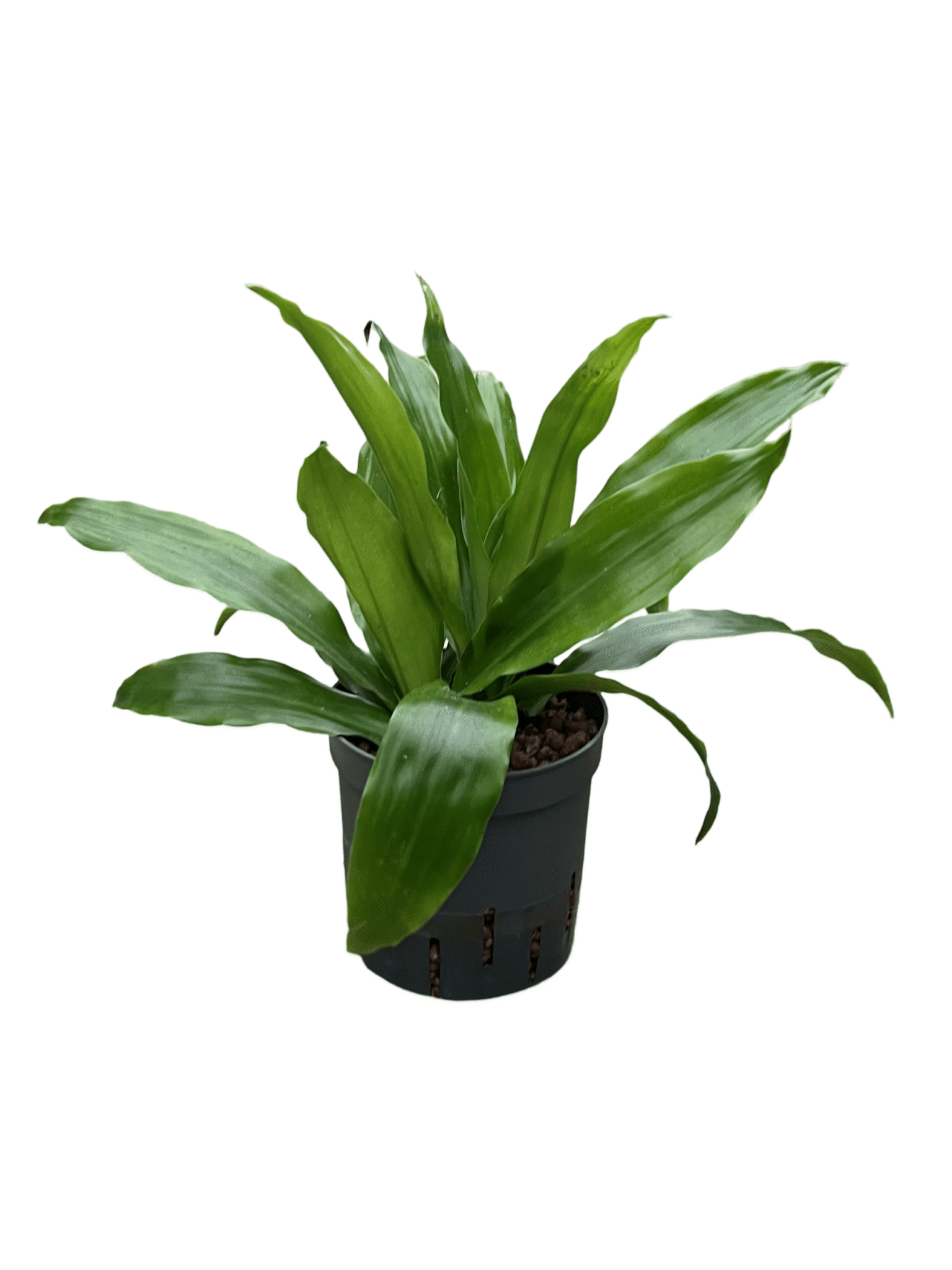 Dracaena 'Janet Graig'