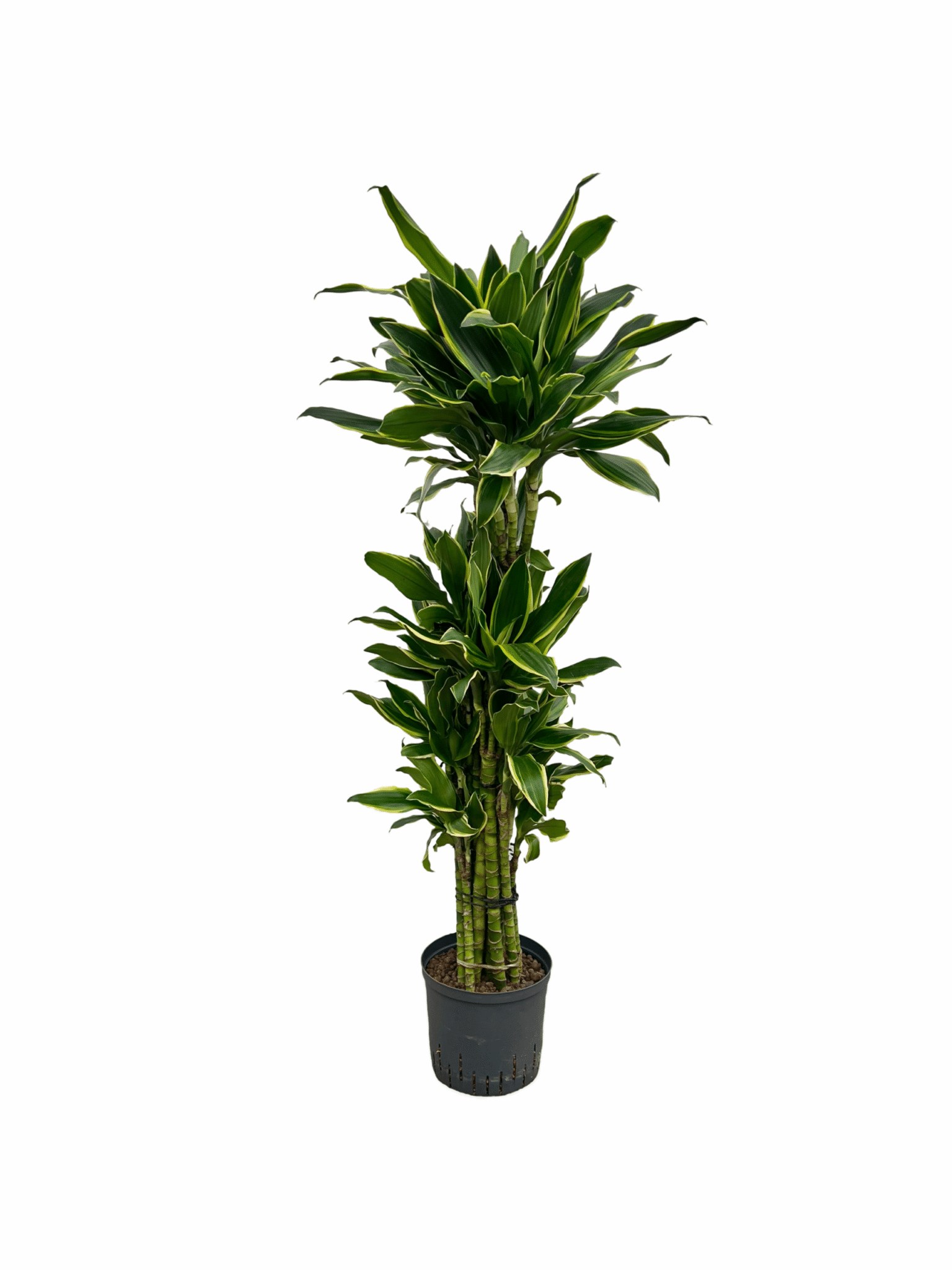 Dracaena 'Gold Coast'