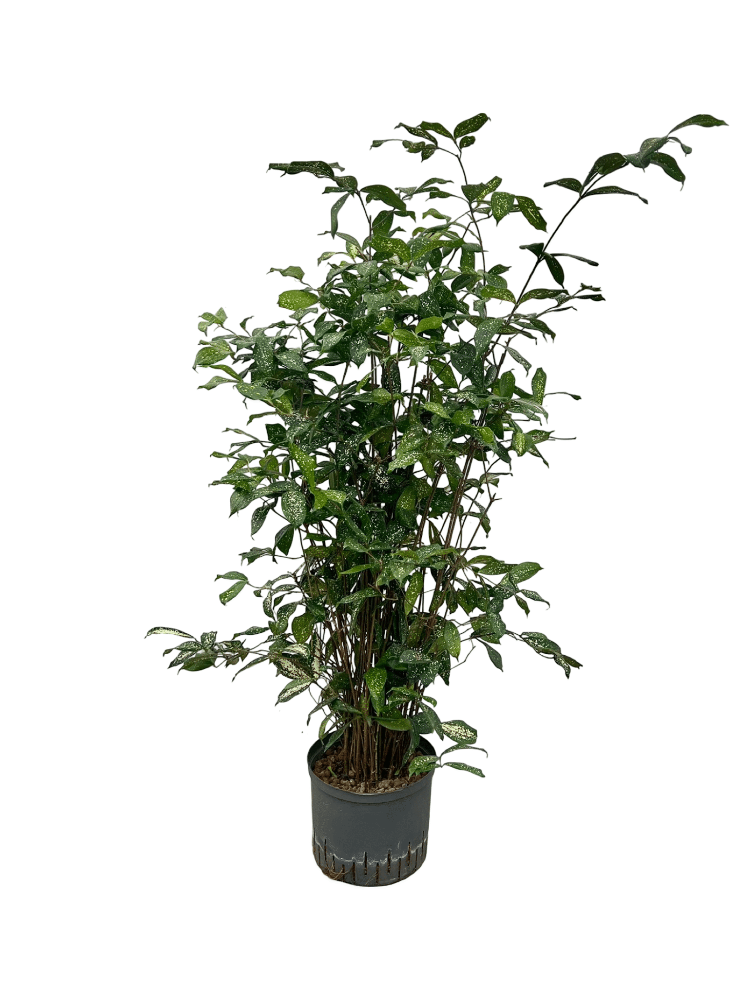 Dracaena godseffiana