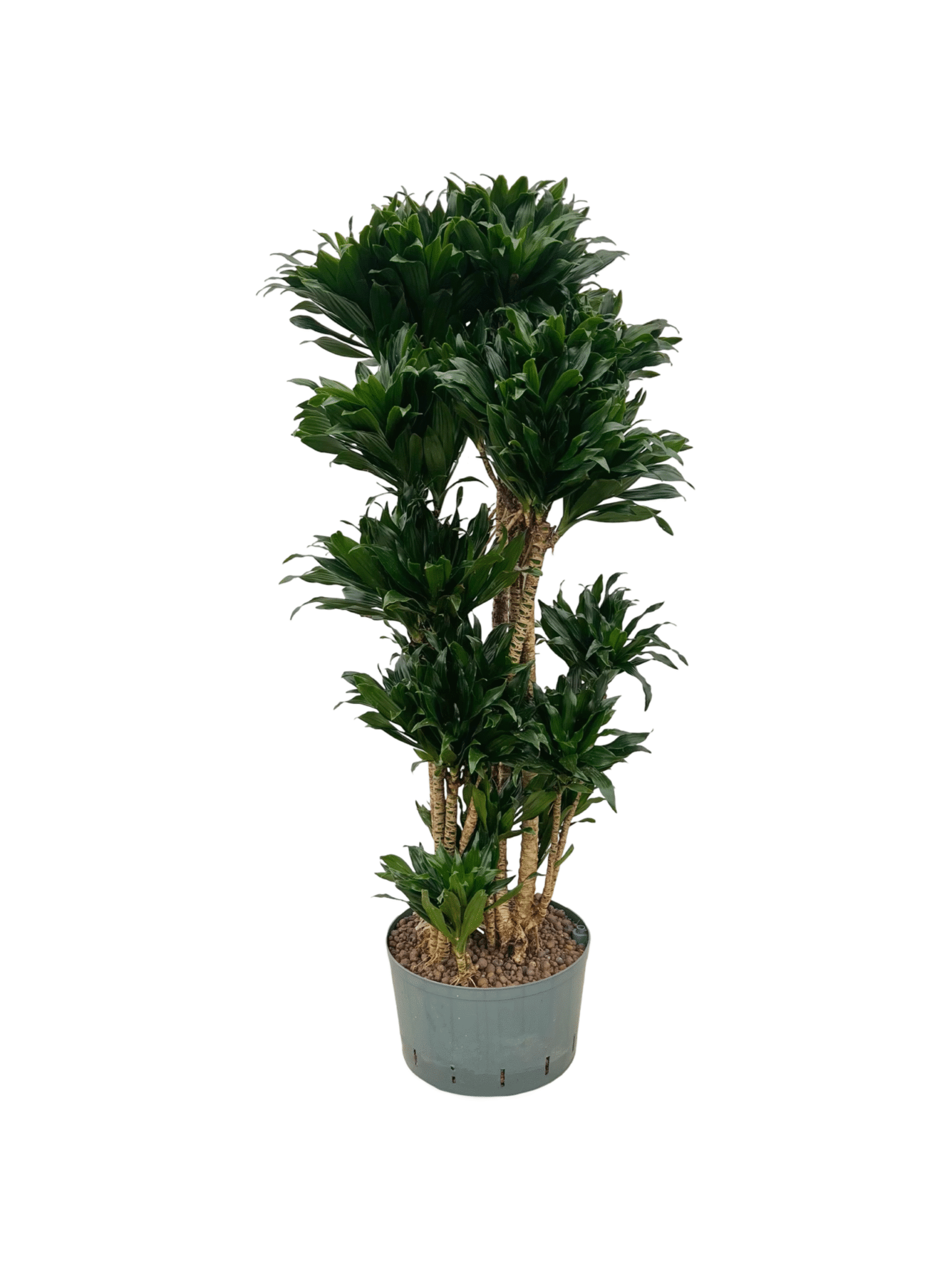 Dracaena fragrans 'Compacta'