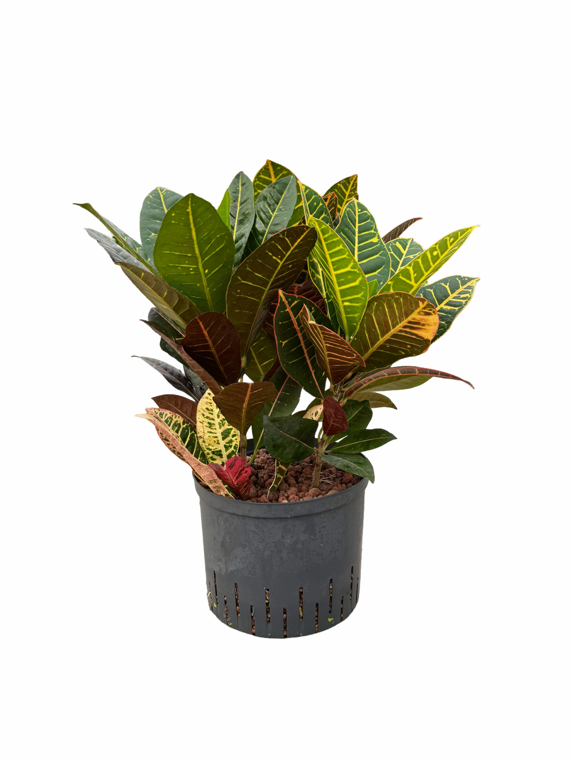 Croton (Codiaeum) variegatum 'Petra'