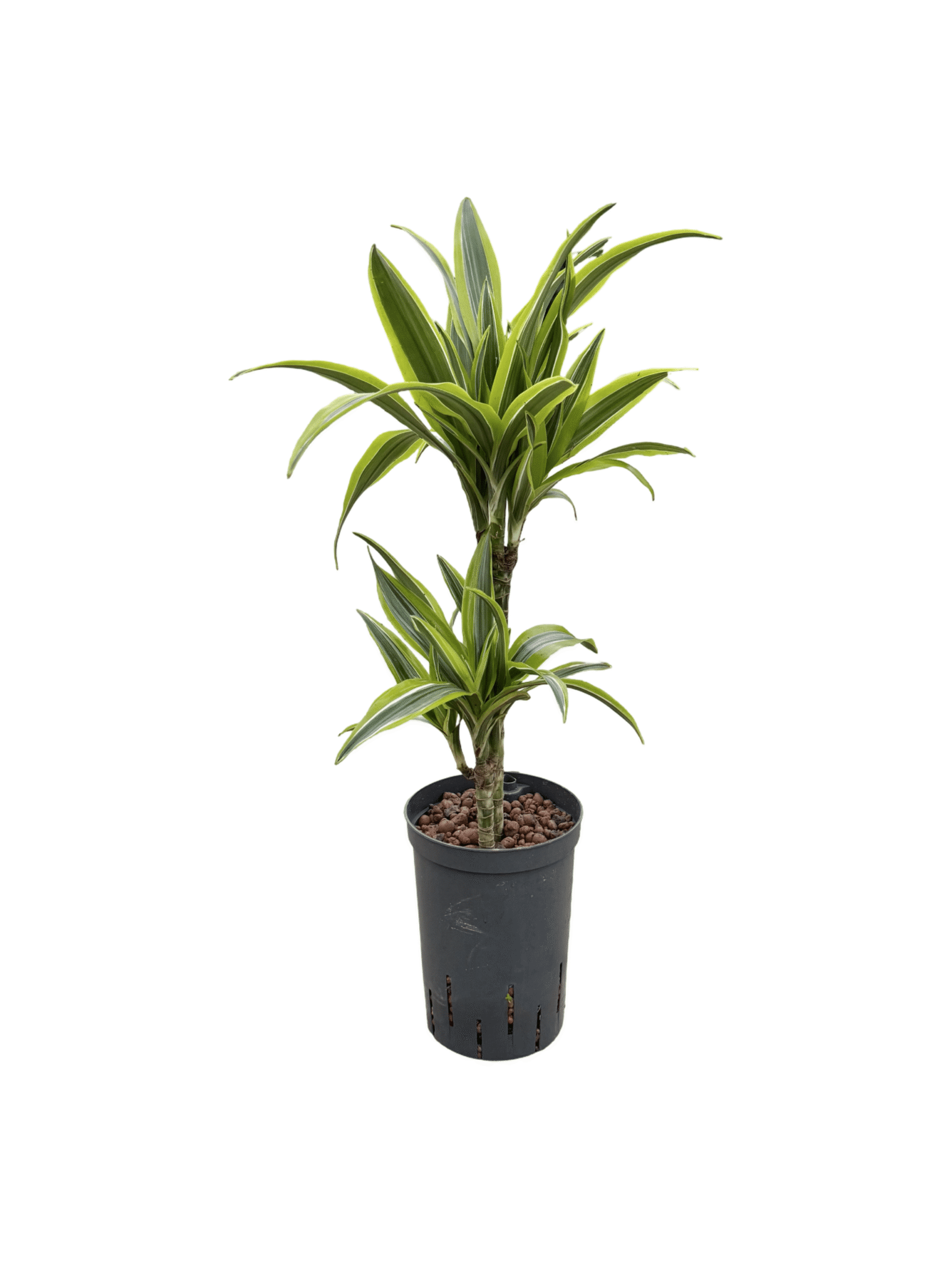 Dracaena 'Lemon Lime'