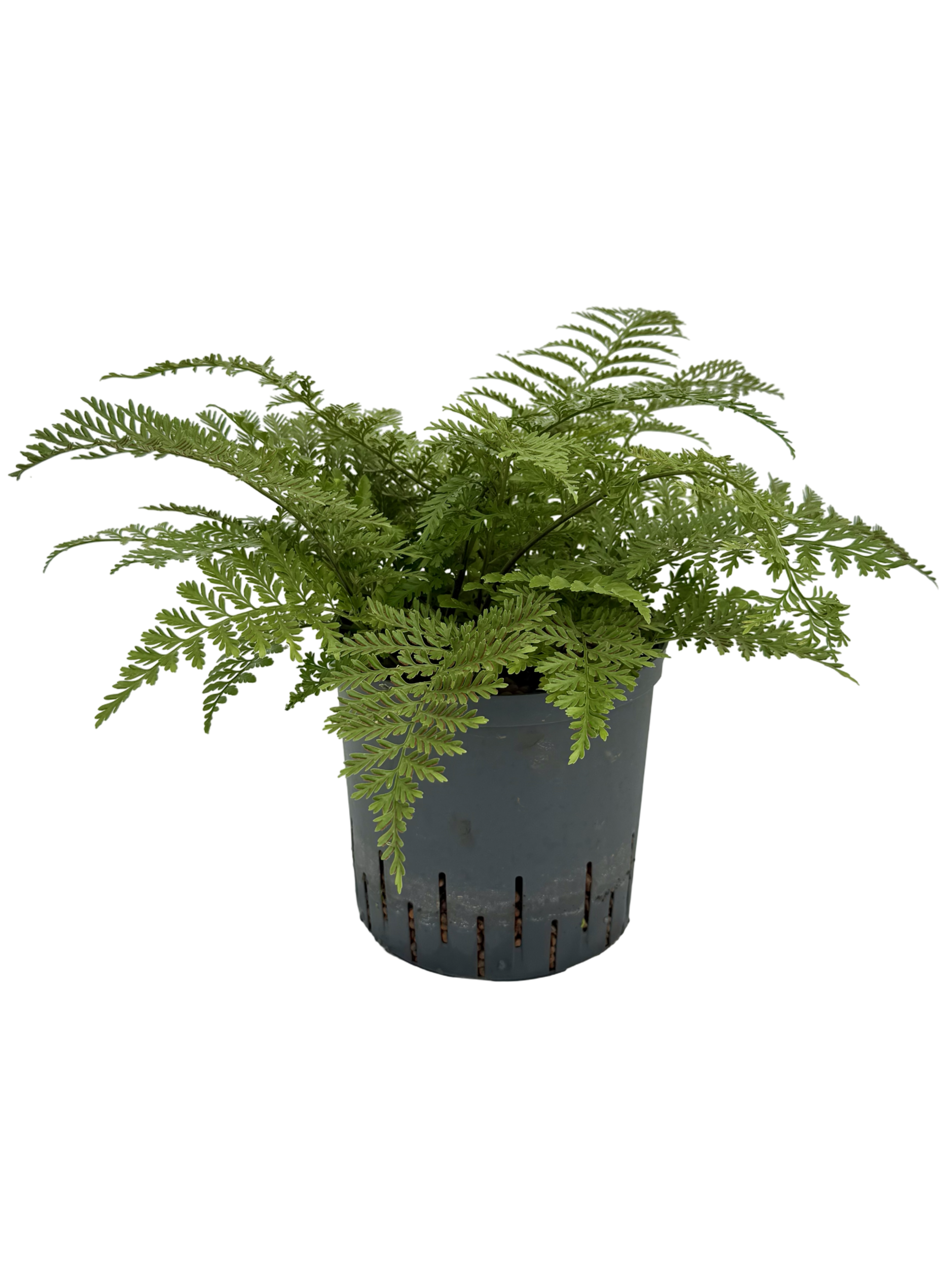 Asplenium parvati