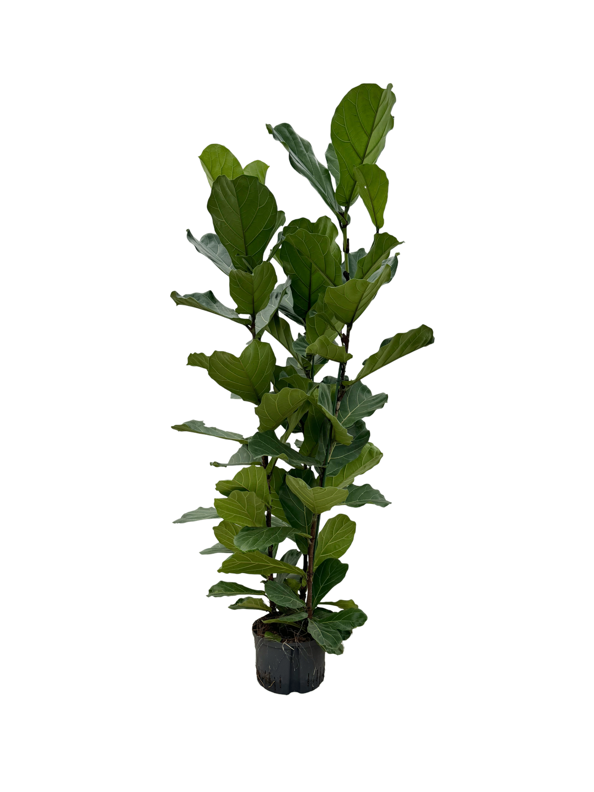 Ficus lyrata