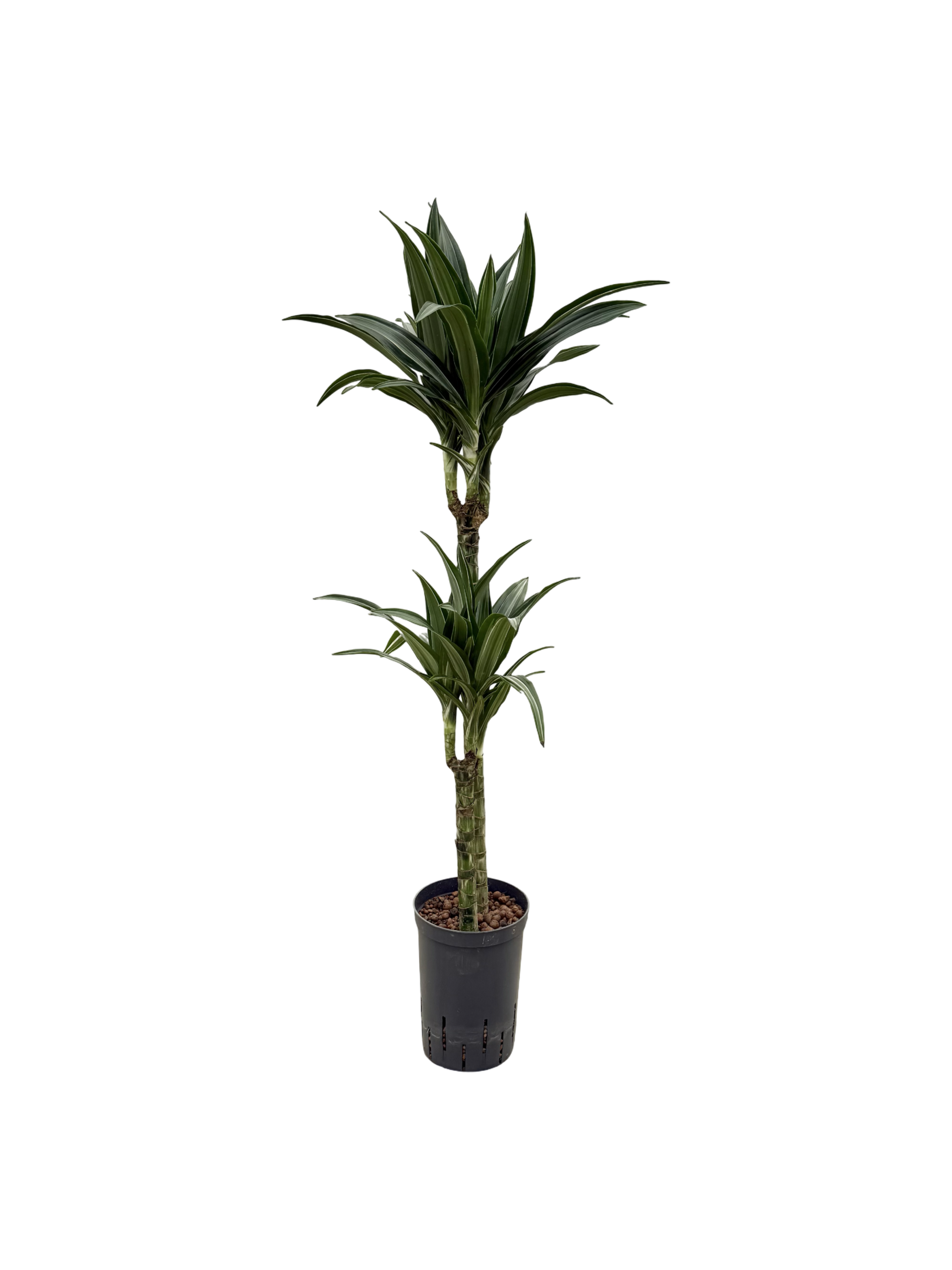 Dracaena 'Ulises'