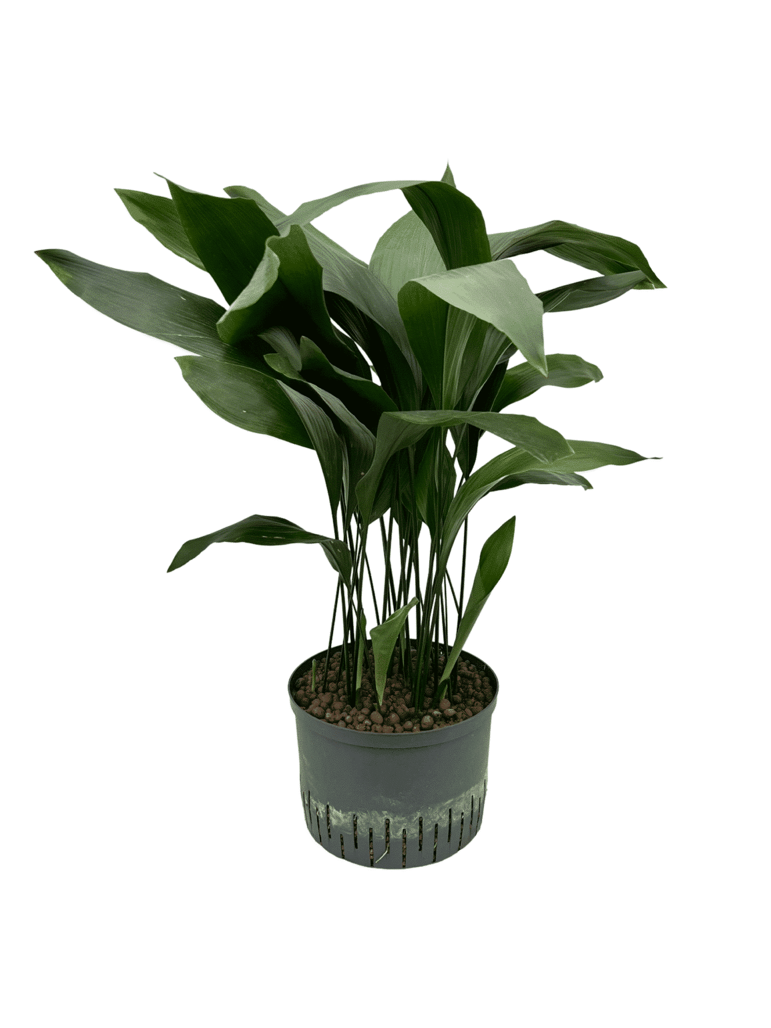 Aspidistra elatior