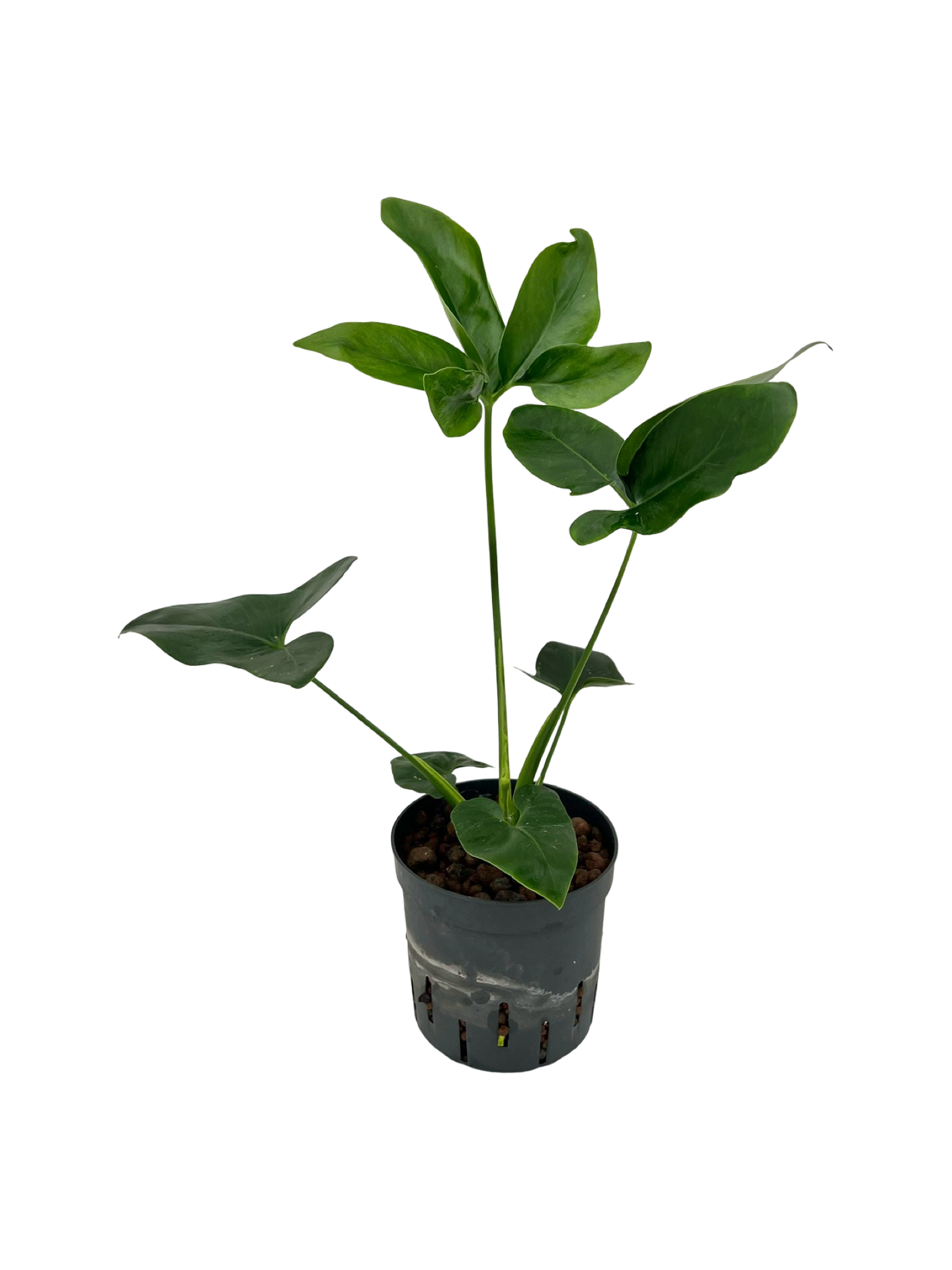 Philodendron 'Fun bun'