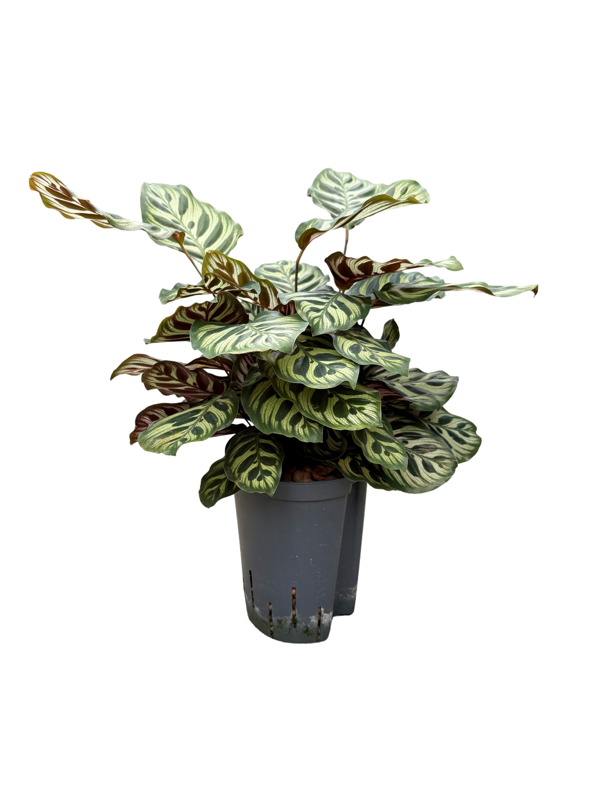 Calathea makoyana