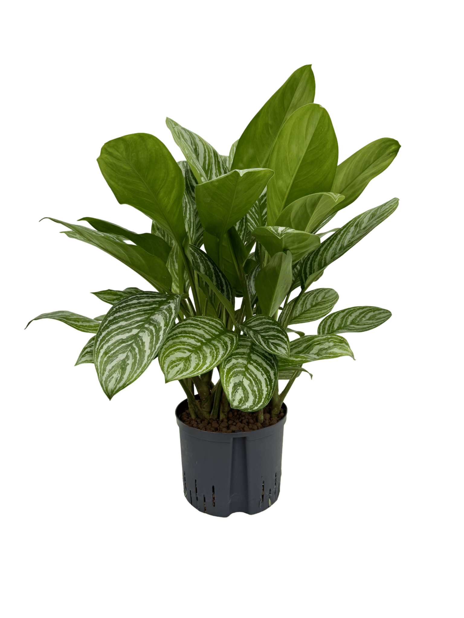 Aglaonema 'Green Stripe'