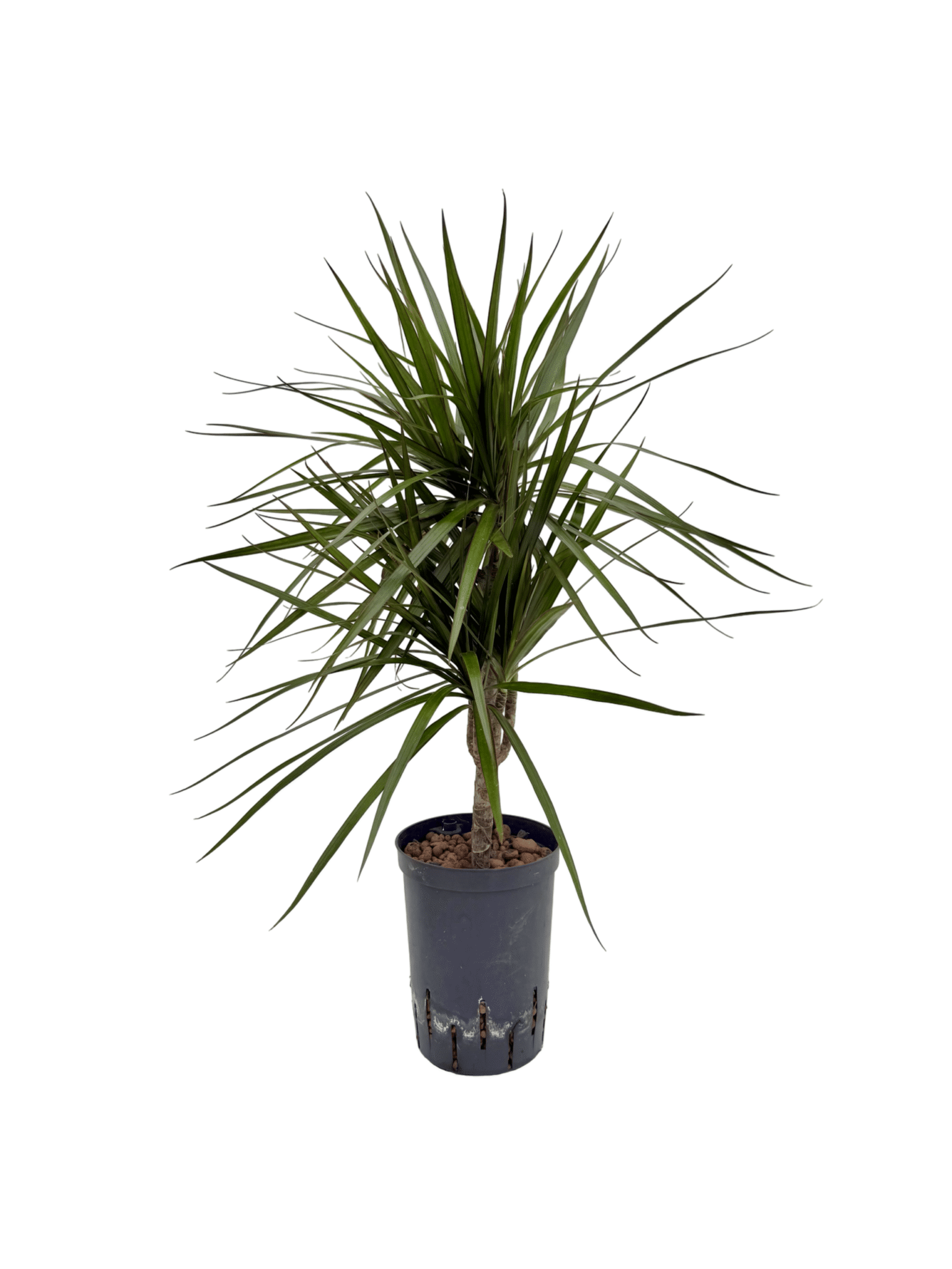 Dracaena marginata