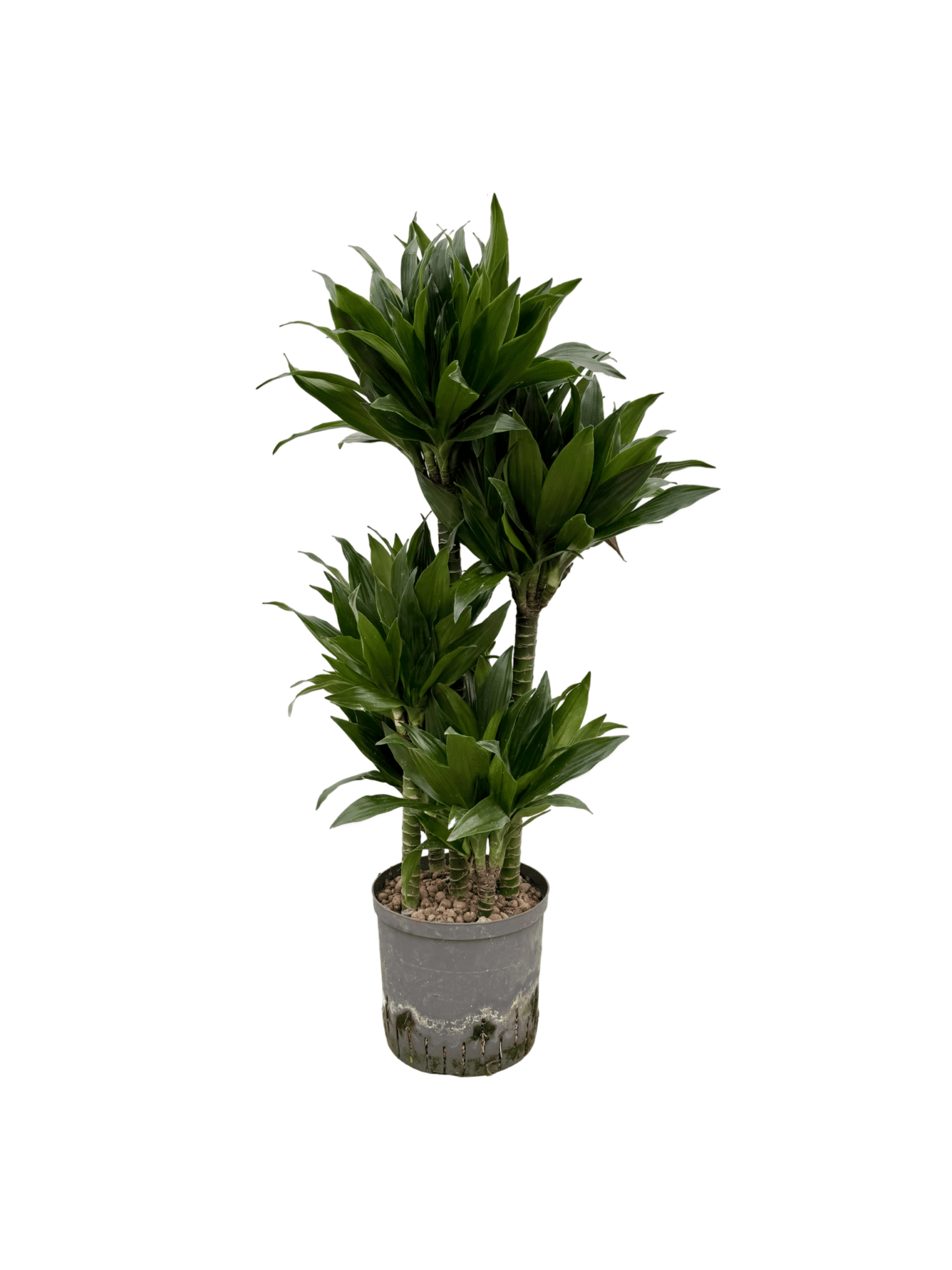 Dracaena 'Green jewel'