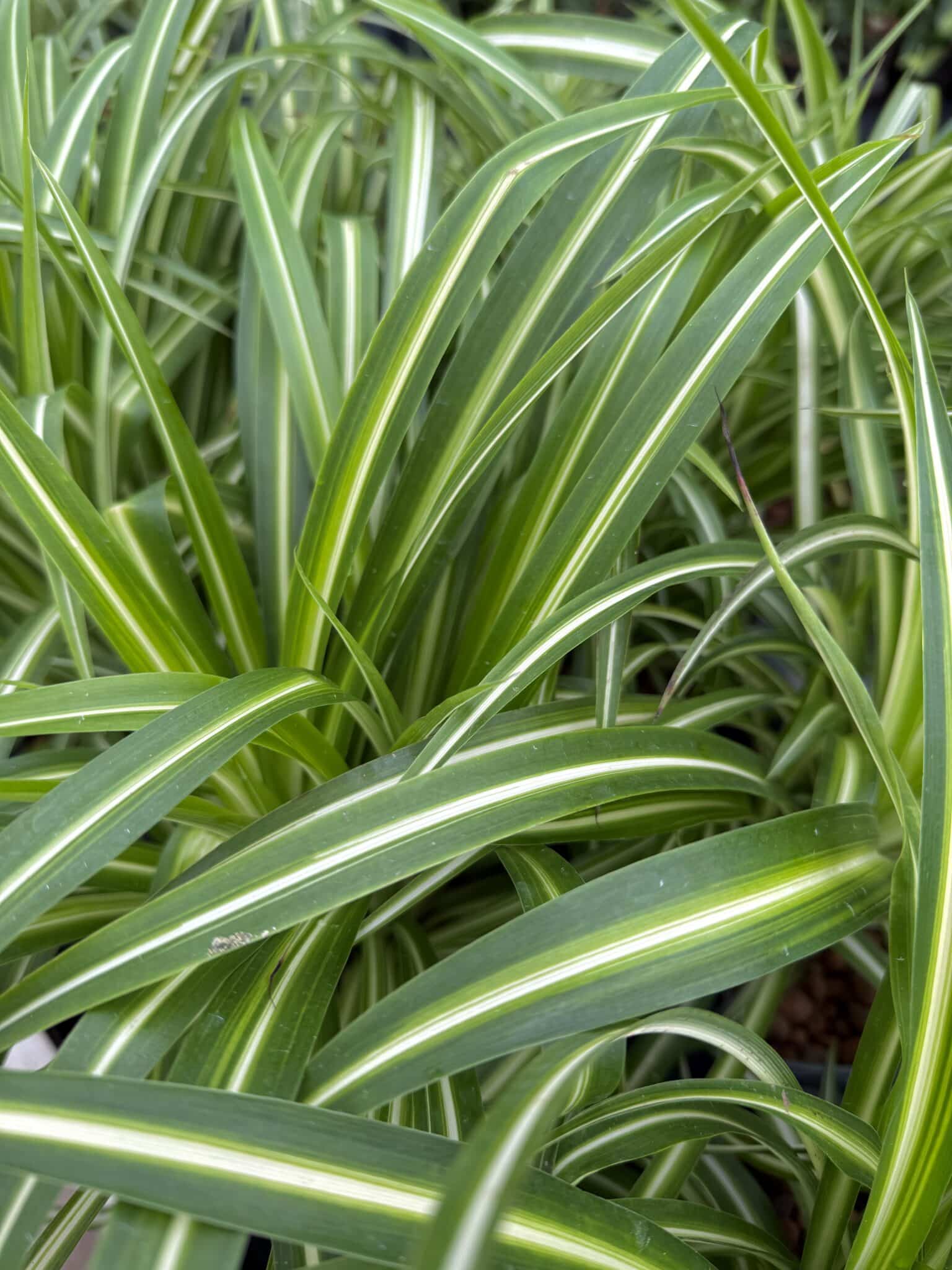 Chlorophytum