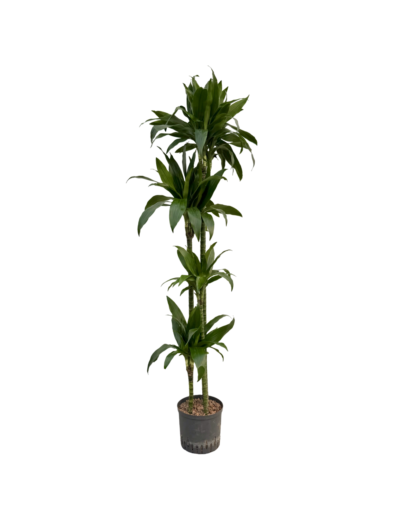 Dracaena 'Janet Graig'