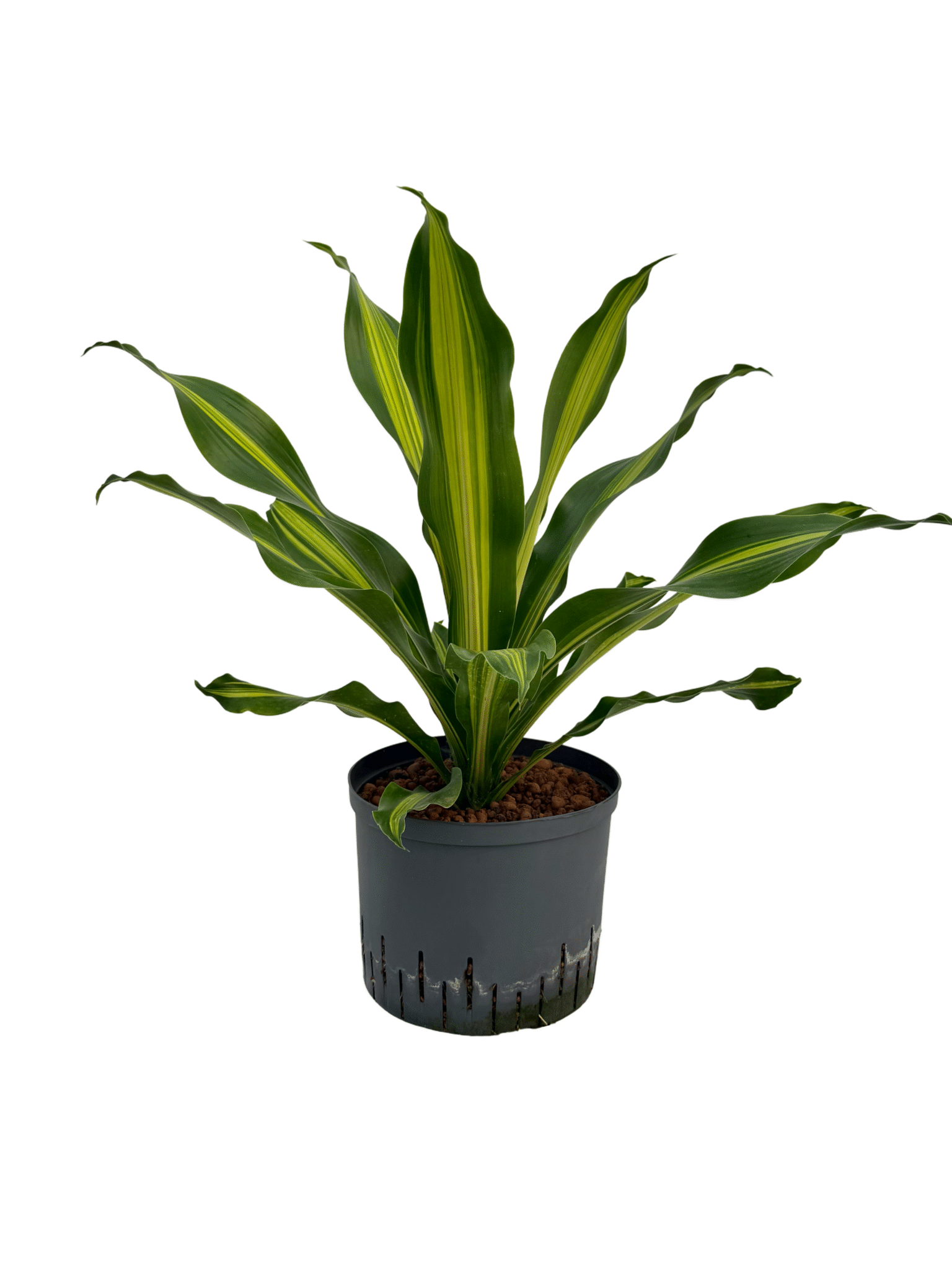 Dracaena fragrans 'Burley'