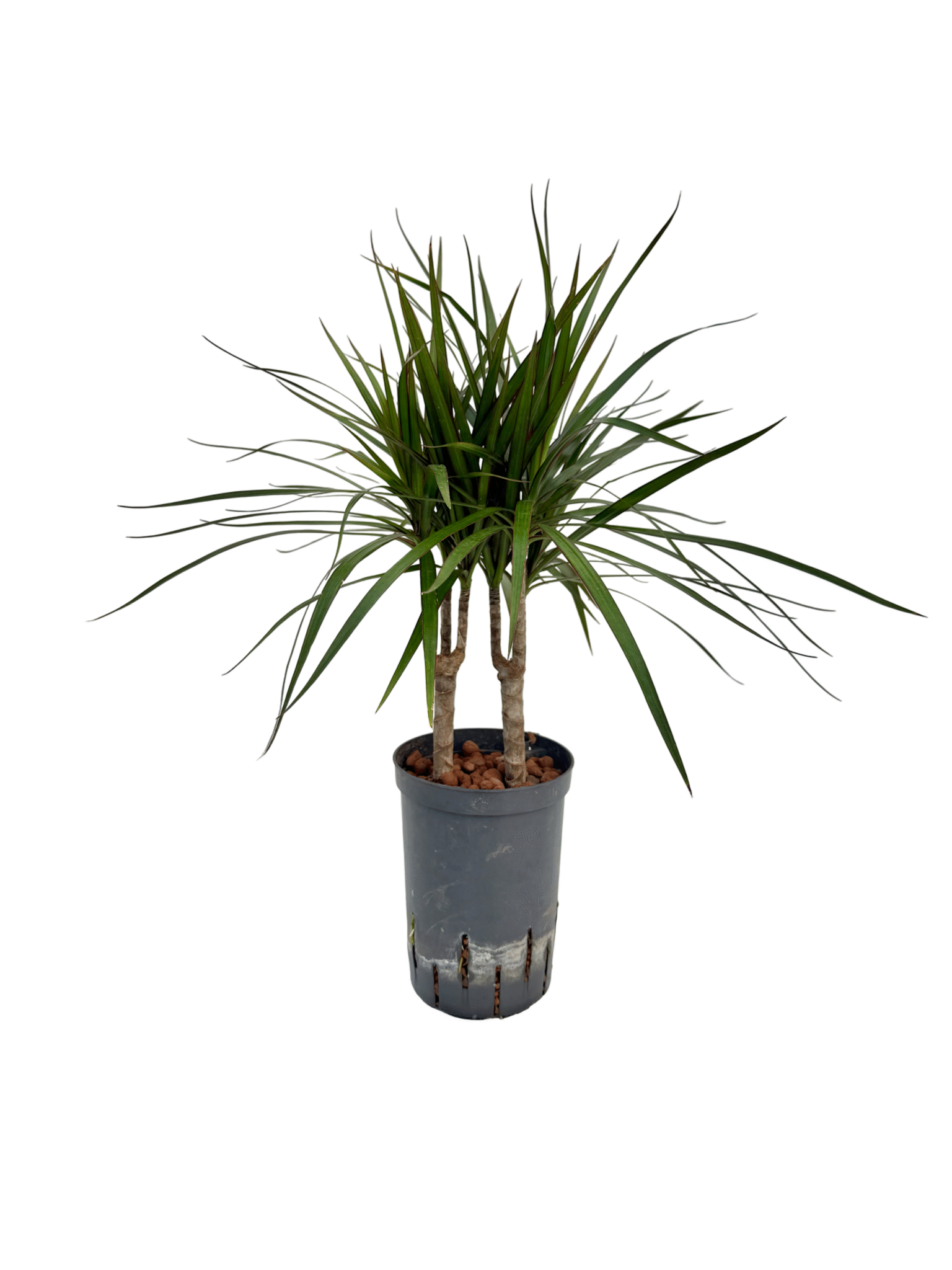 Dracaena marginata