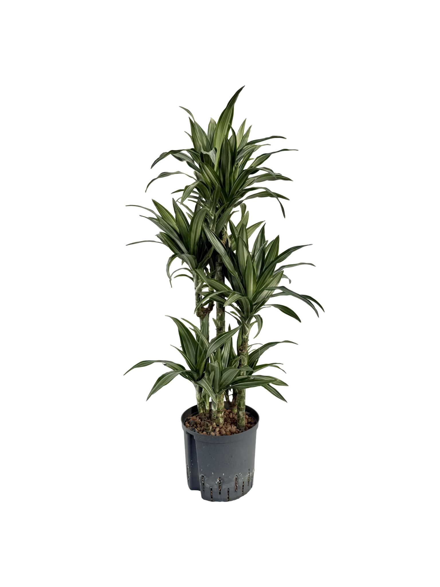 Dracaena 'Ulysses'