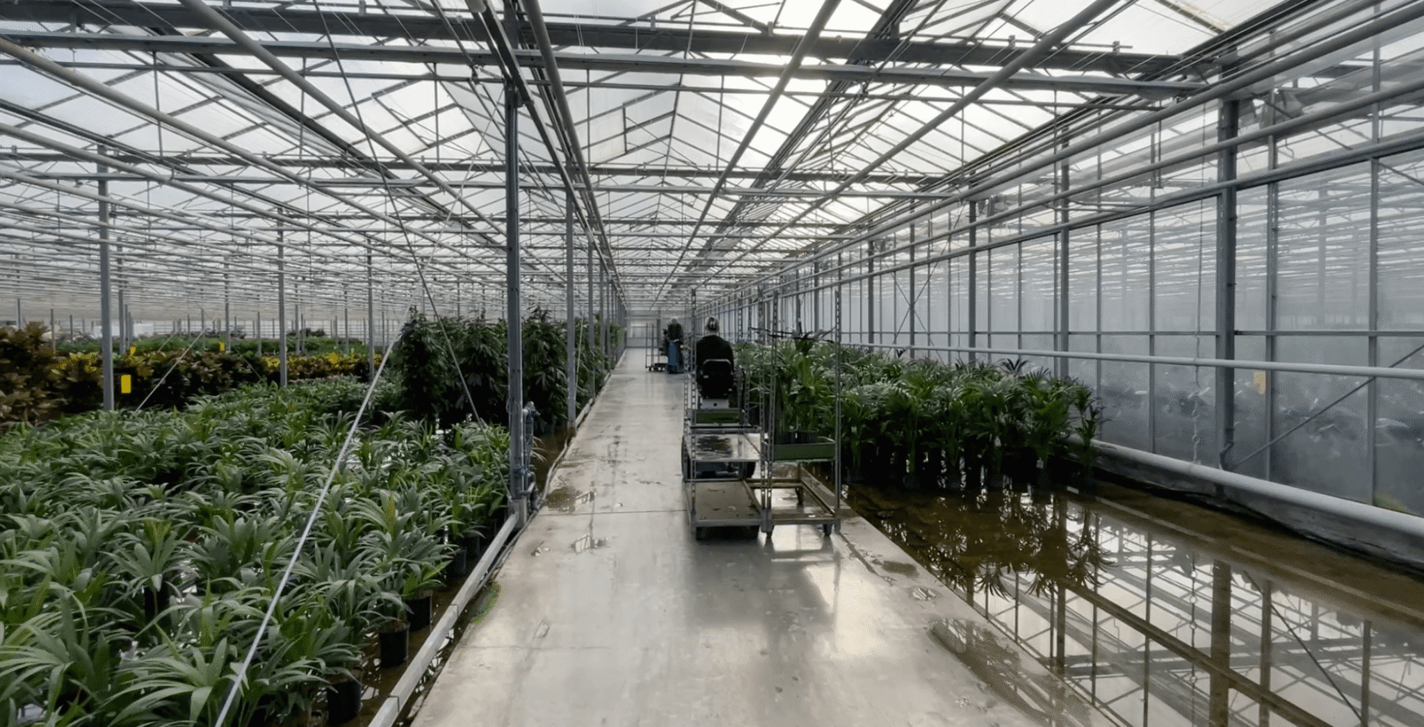 Hydrocultuur planten