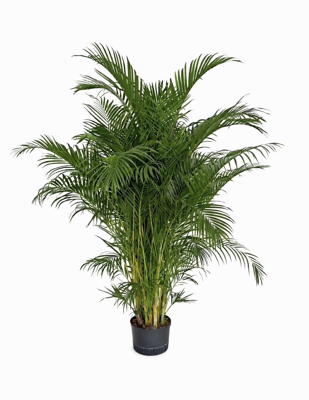 Areca chrysalidocarpus lutescens