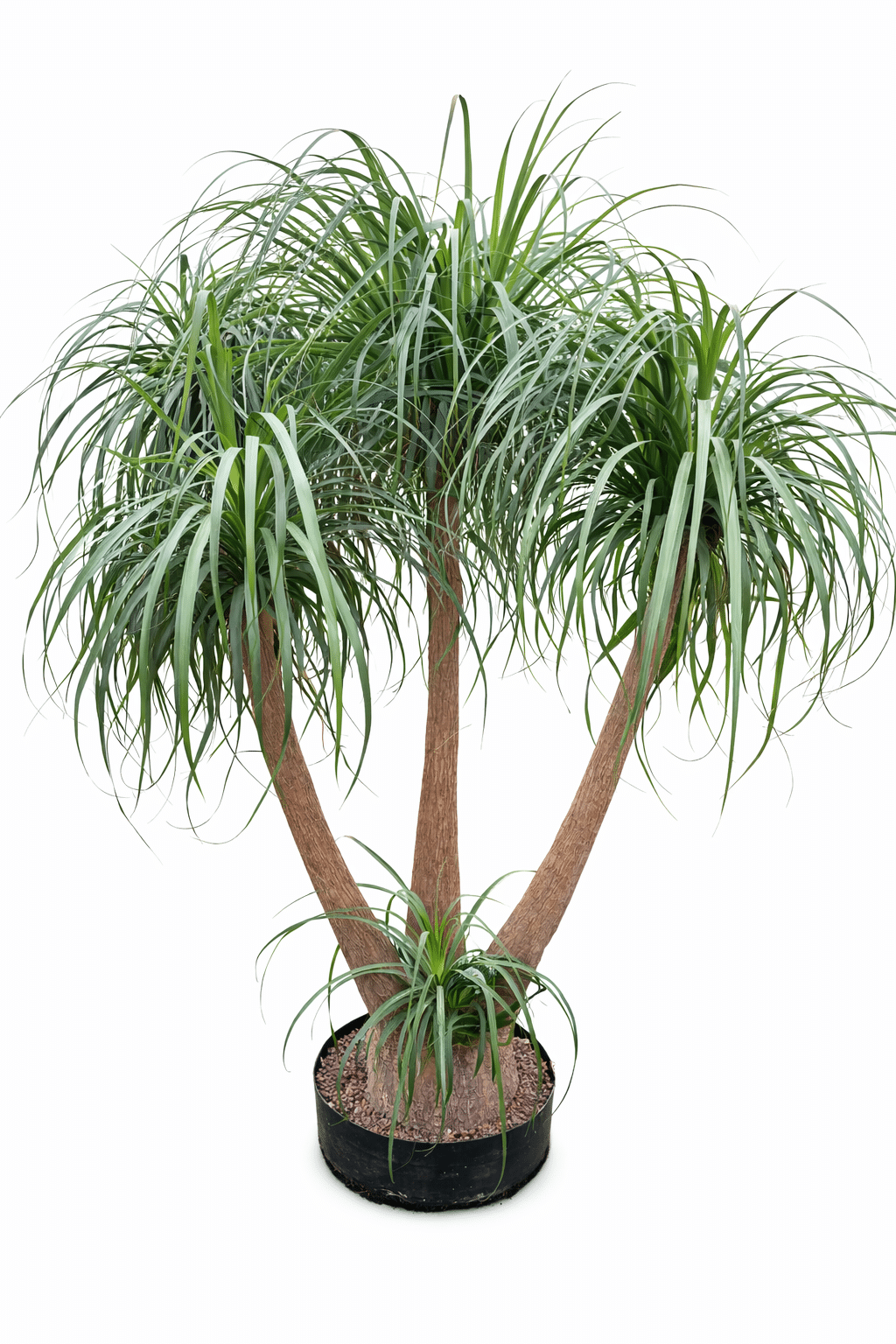 Beaucarnea recurvata