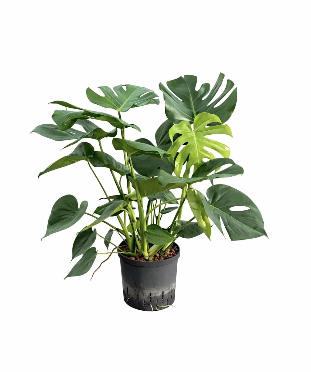 Monstera 'taurii'