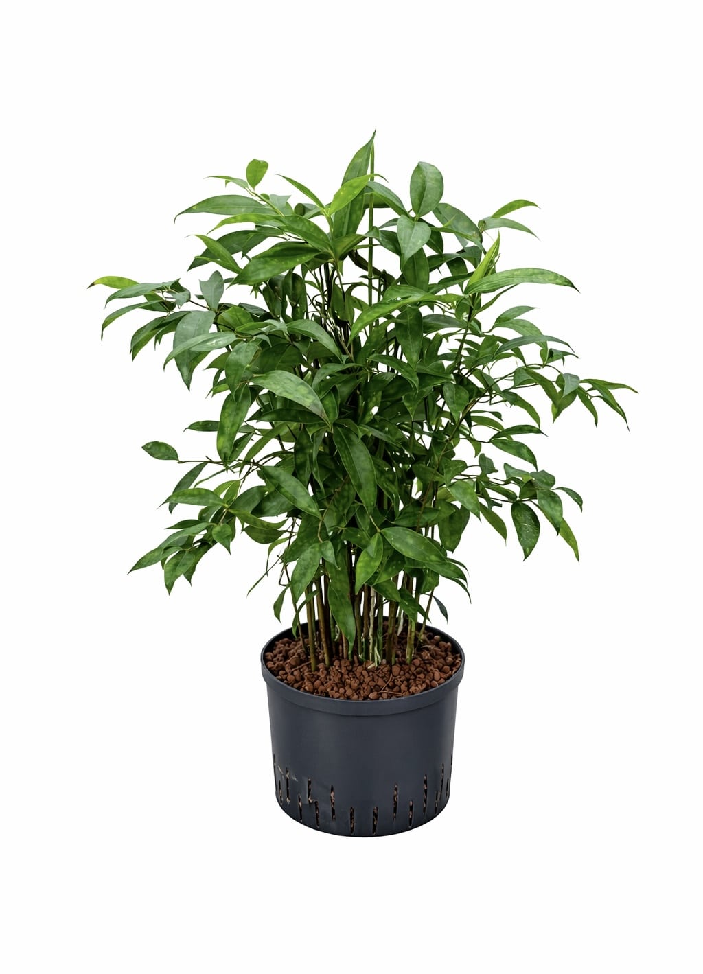 Dracaena surculosa