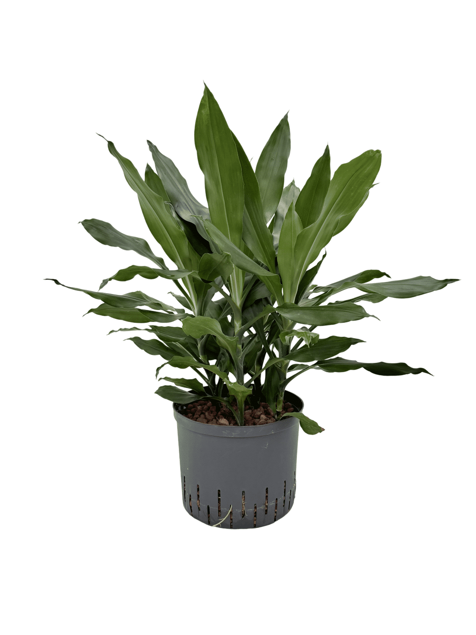 Dracaena 'Janet Lind'