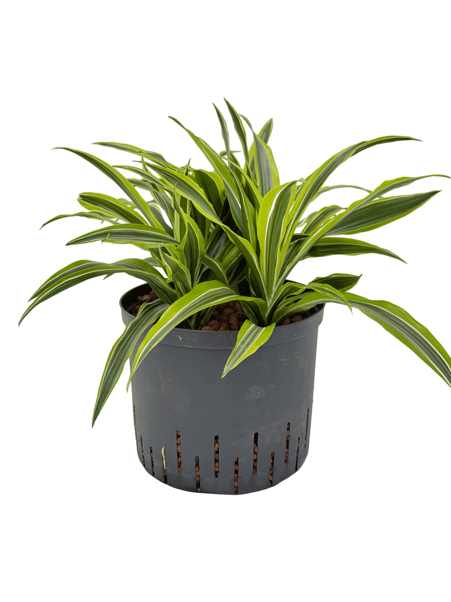 Dracaena 'Lemon Lime'