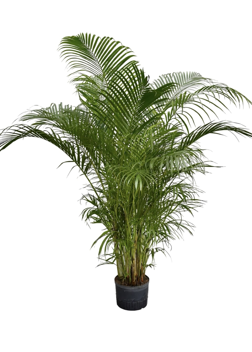 Areca chrysalidocarpus lutescens