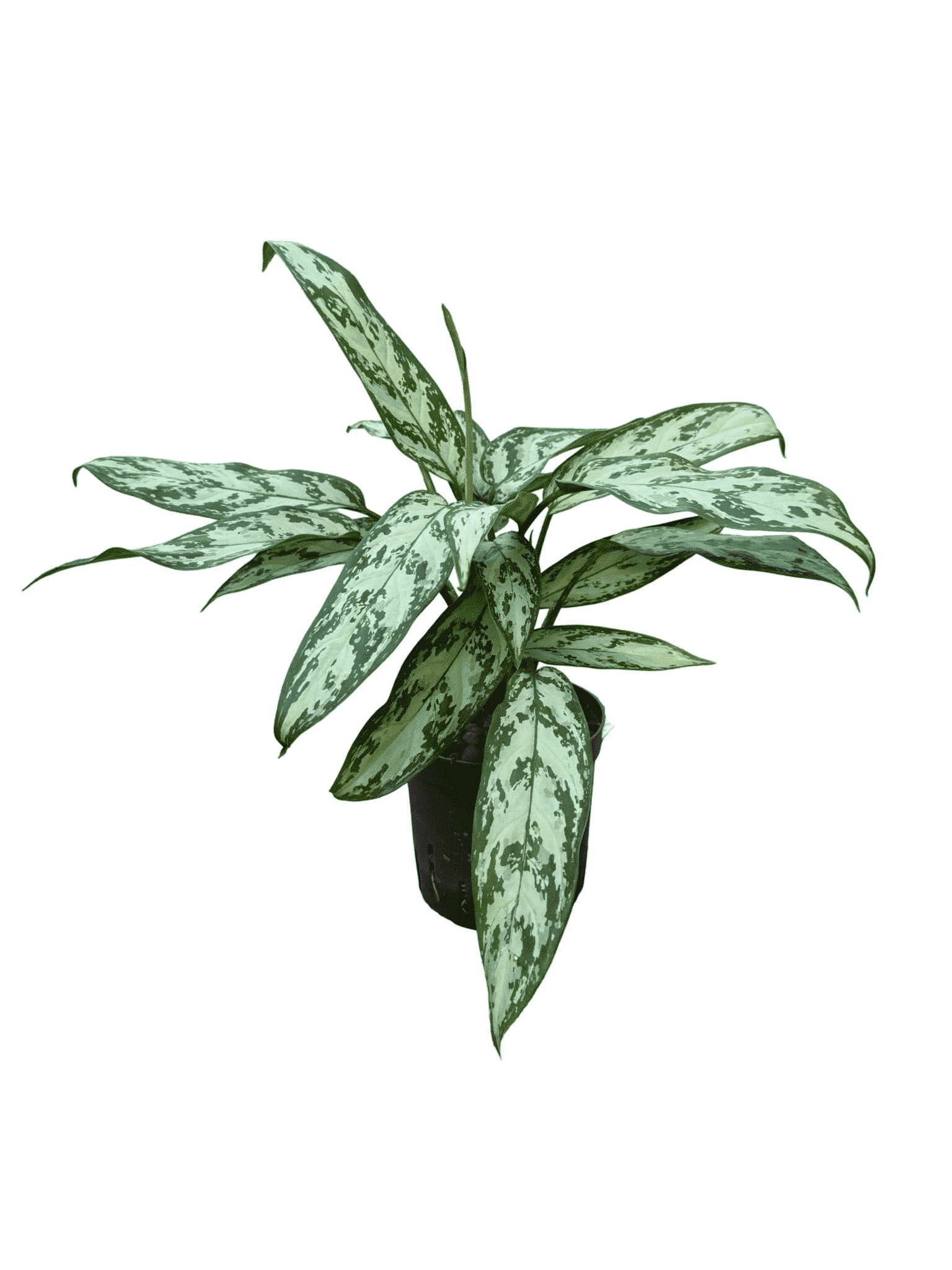 Aglaonema 'Silver Queen compacta'