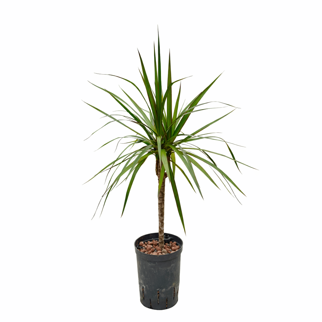Dracaena marginata