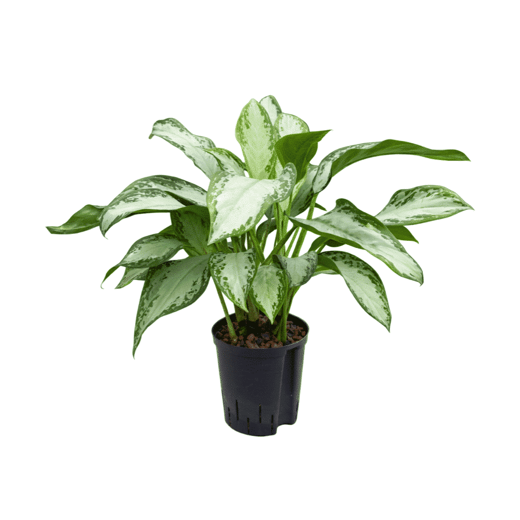 Aglaonema 'Emerald Bay'