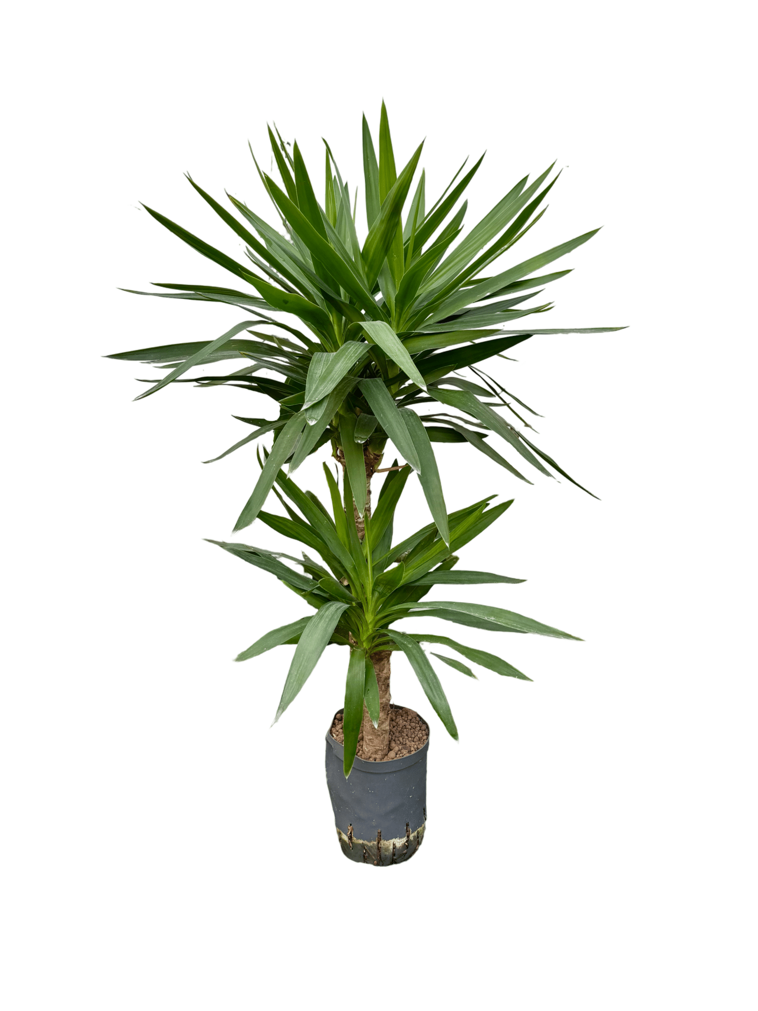Yucca elefantipes