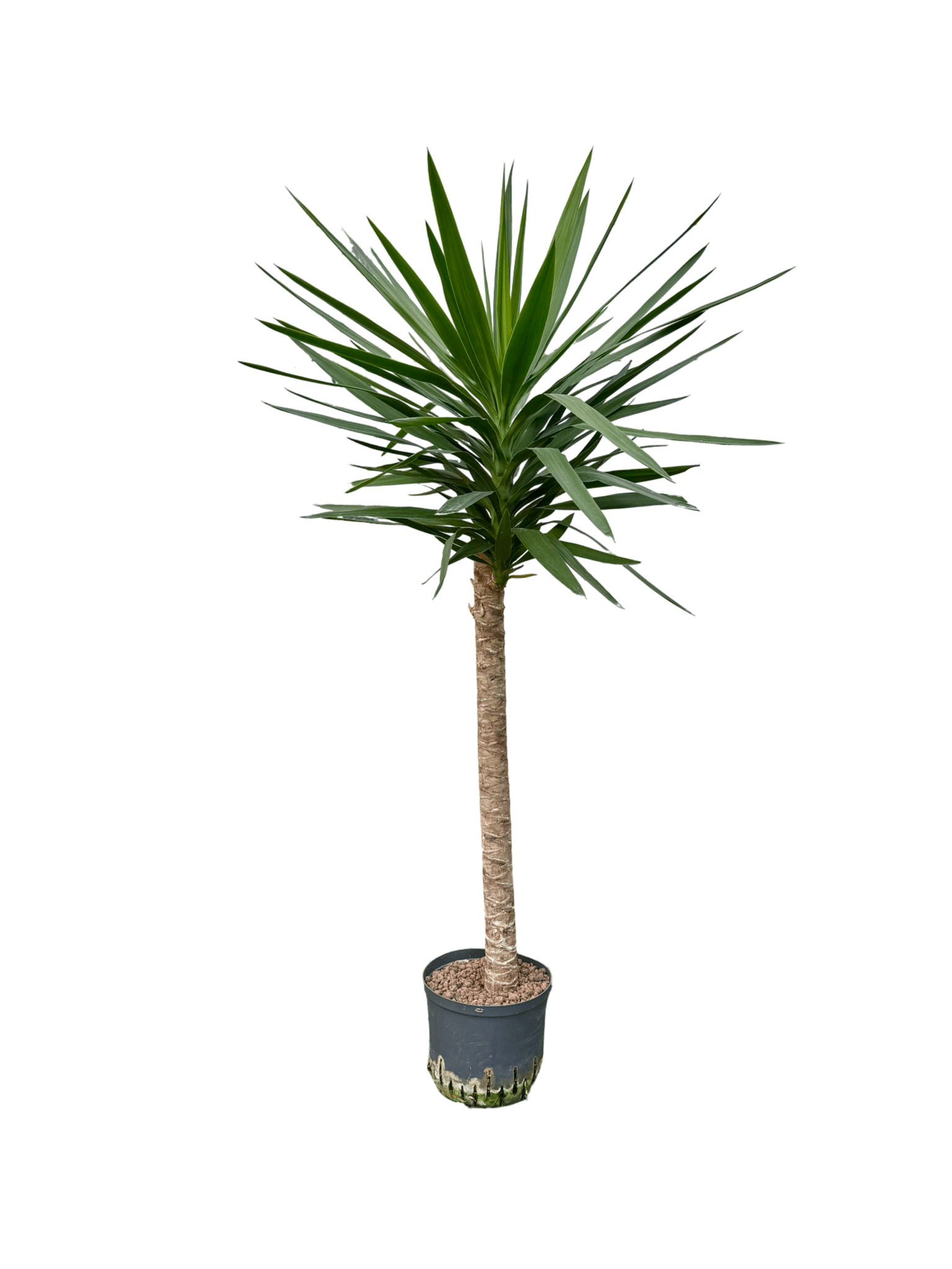 Yucca elefantipes