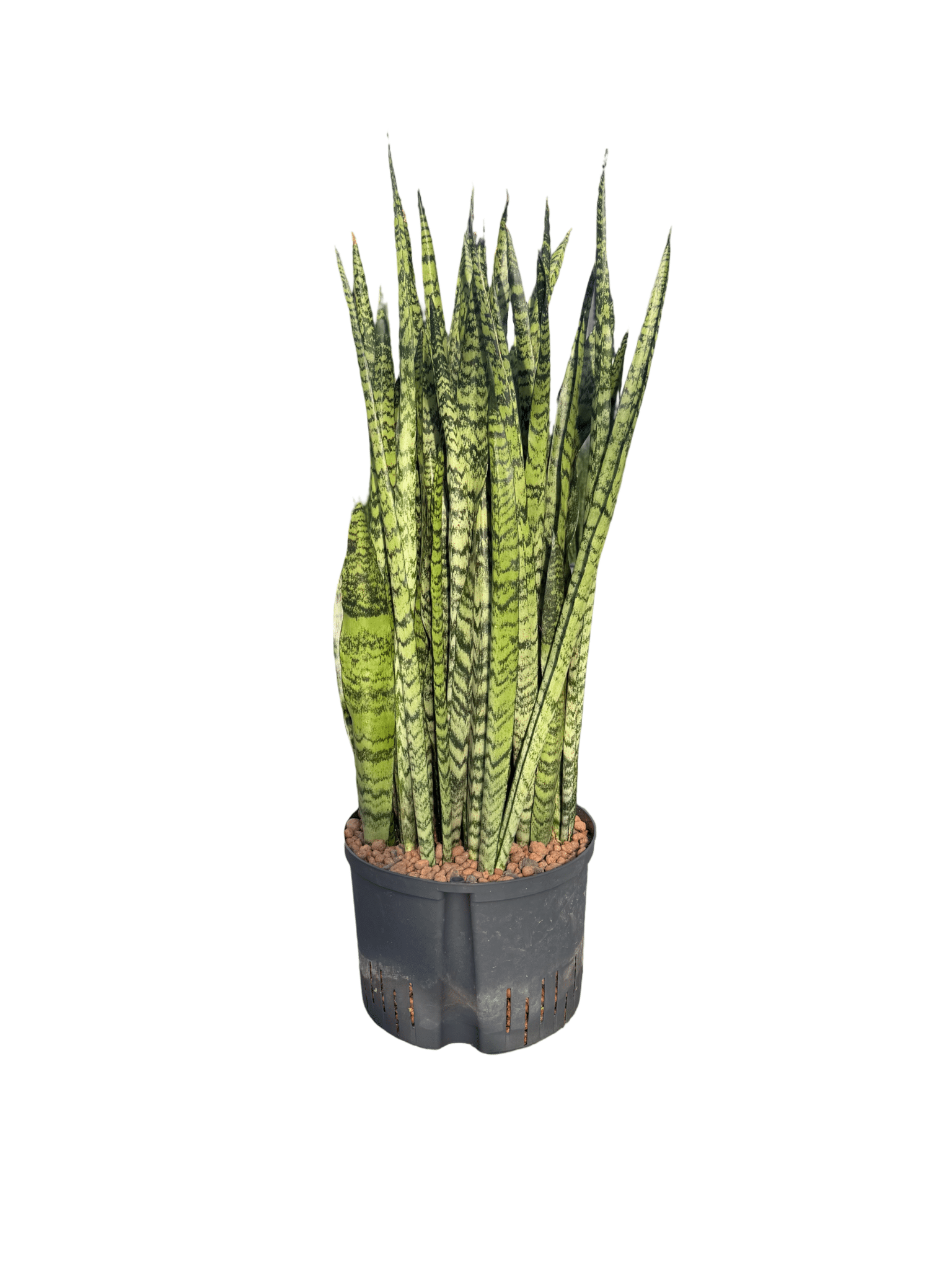 Sansevieria 'Zeylanica'