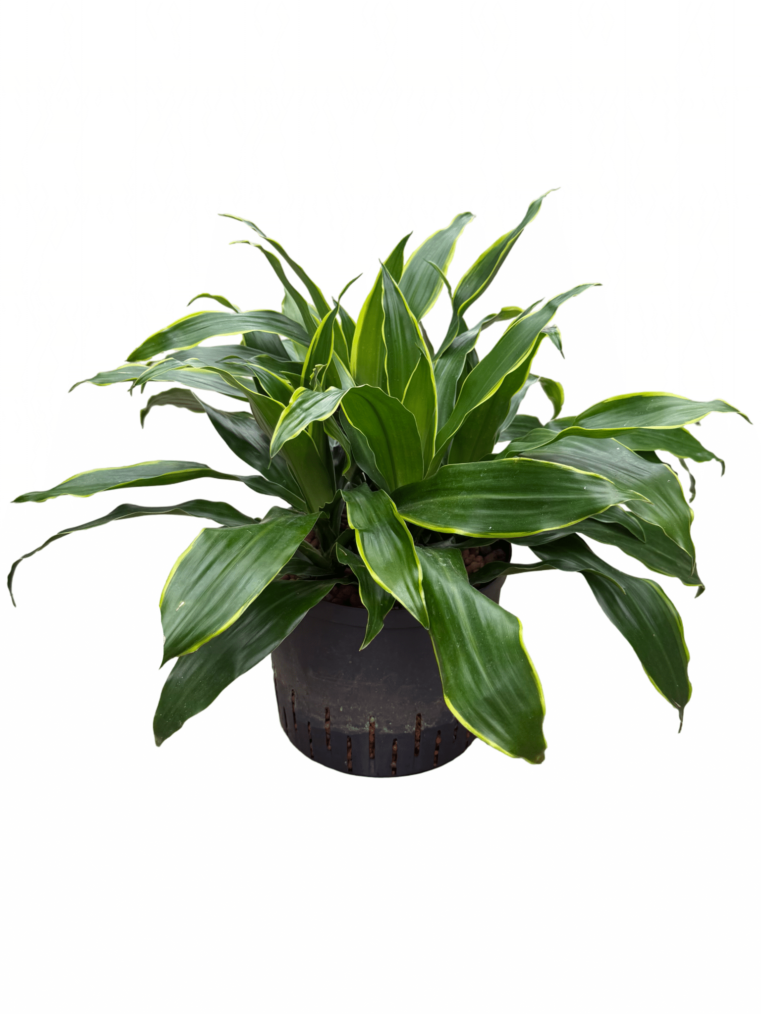 Dracaena 'Arturo'