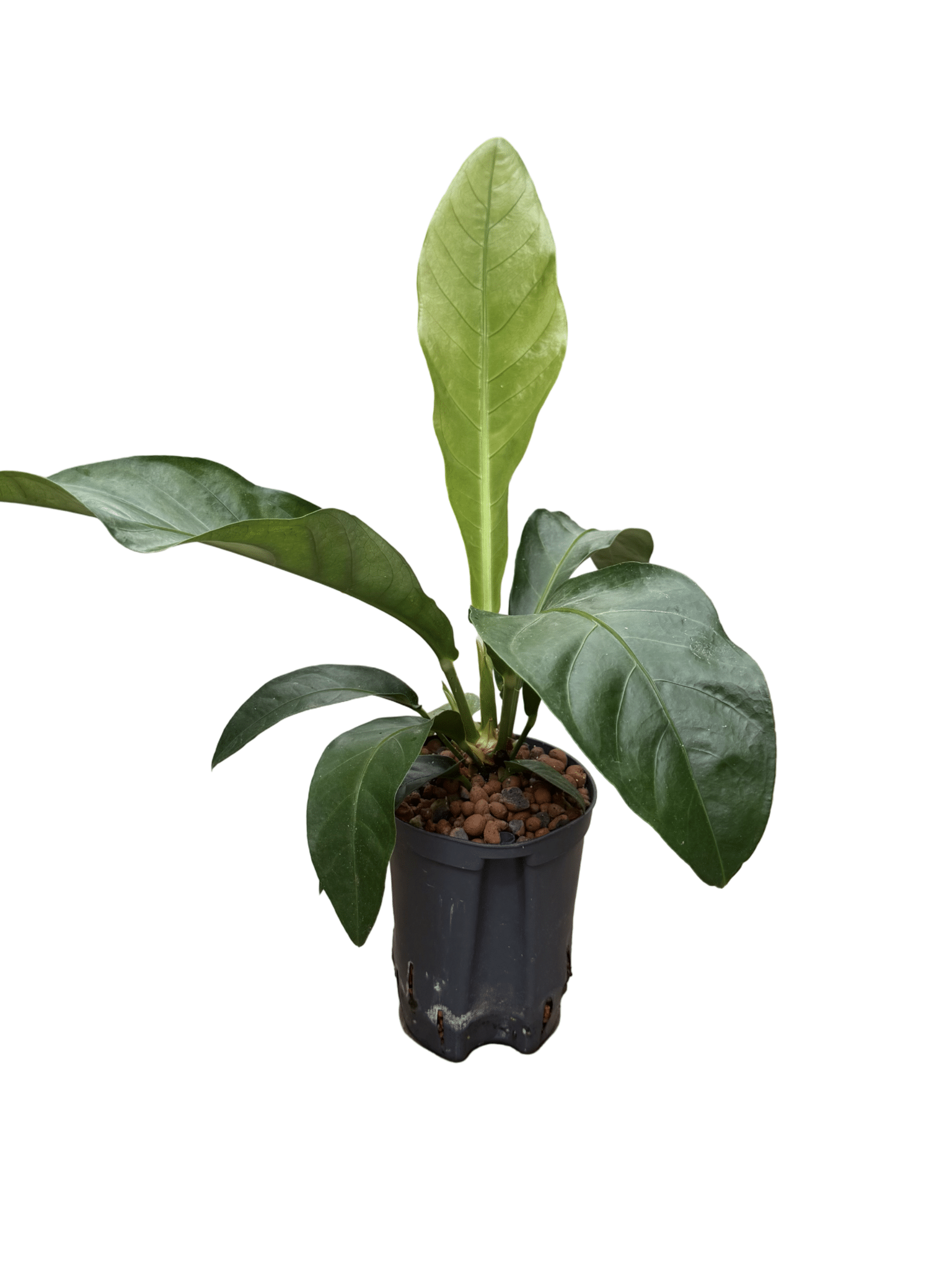 Anthurium 'Jungle bush'