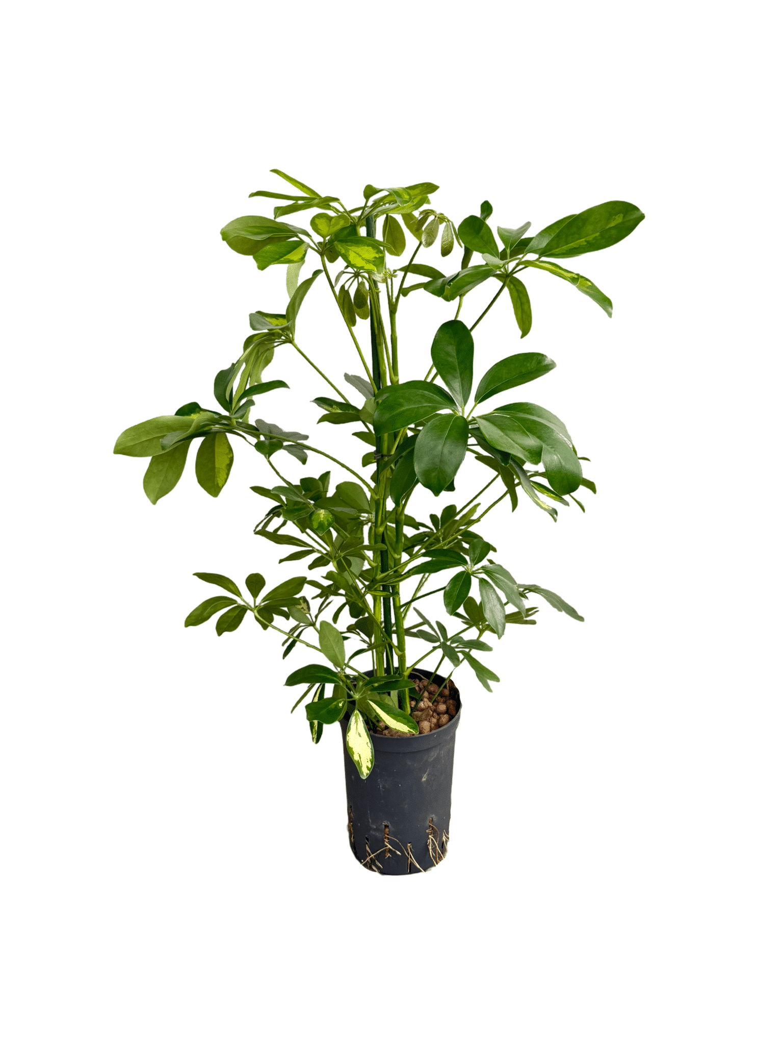 Schefflera 'Gold Capella'