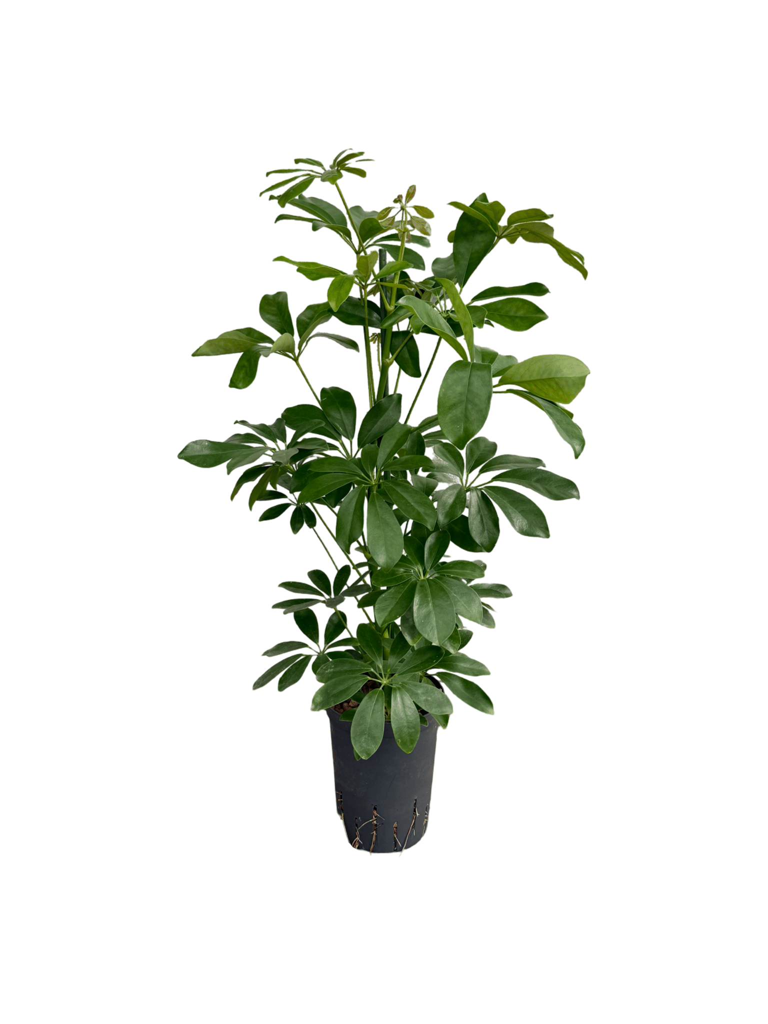 Schefflera arboricola