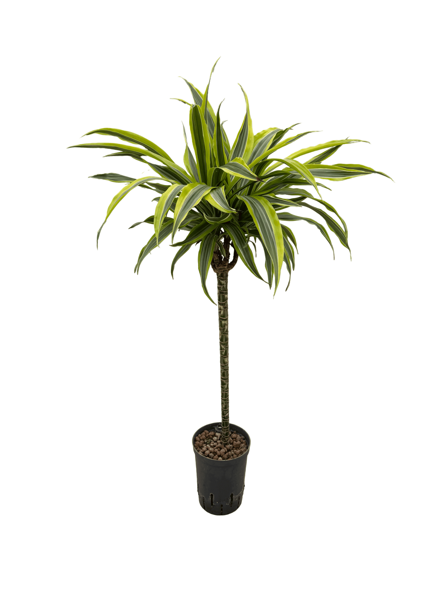 Dracaena 'Lemon Lime'
