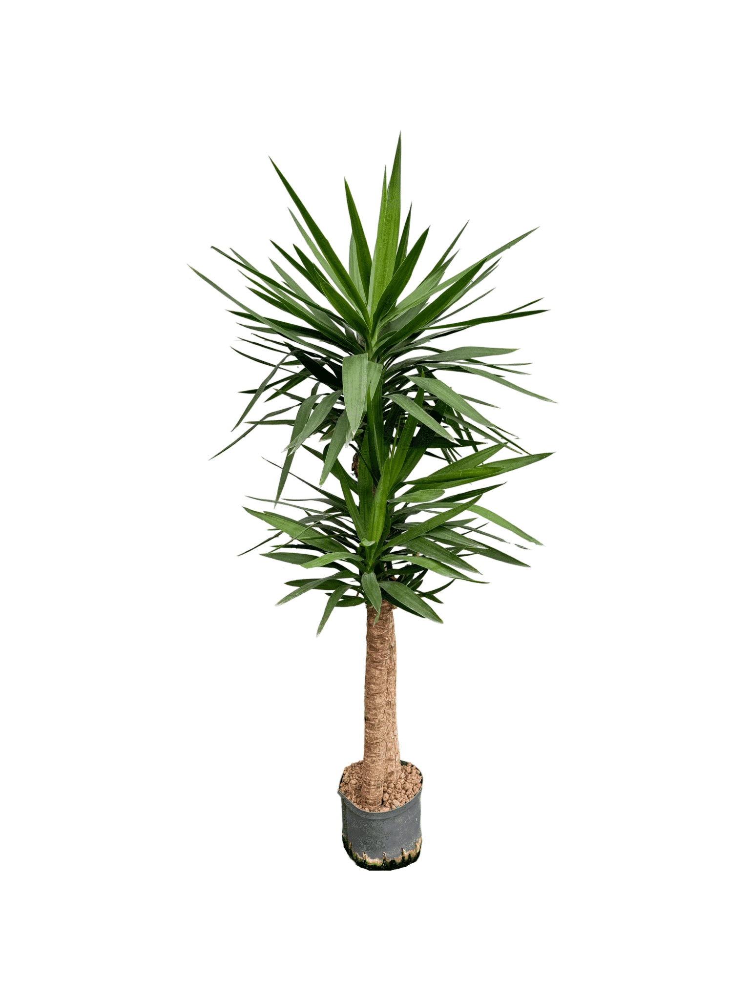 Yucca elefantipes