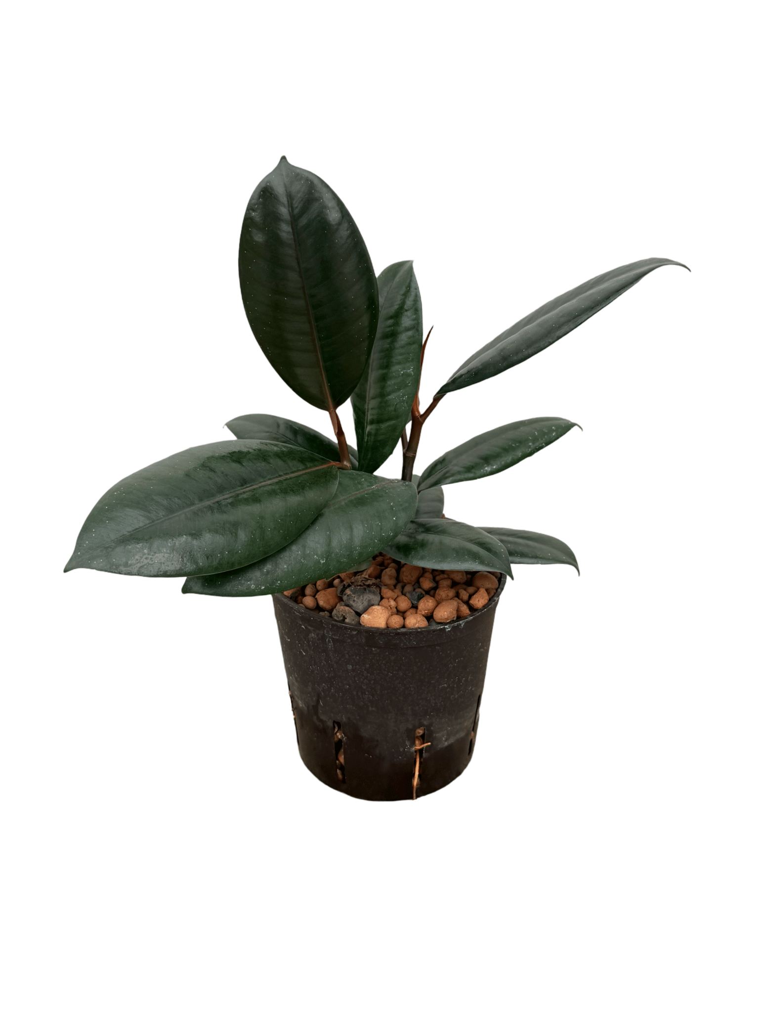 Ficus elastica abidjan