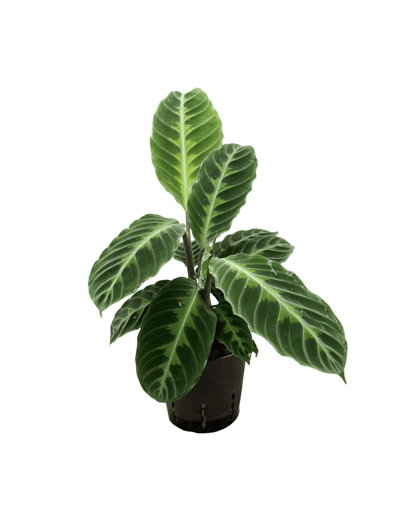 Calathea 'Warscewiccii'