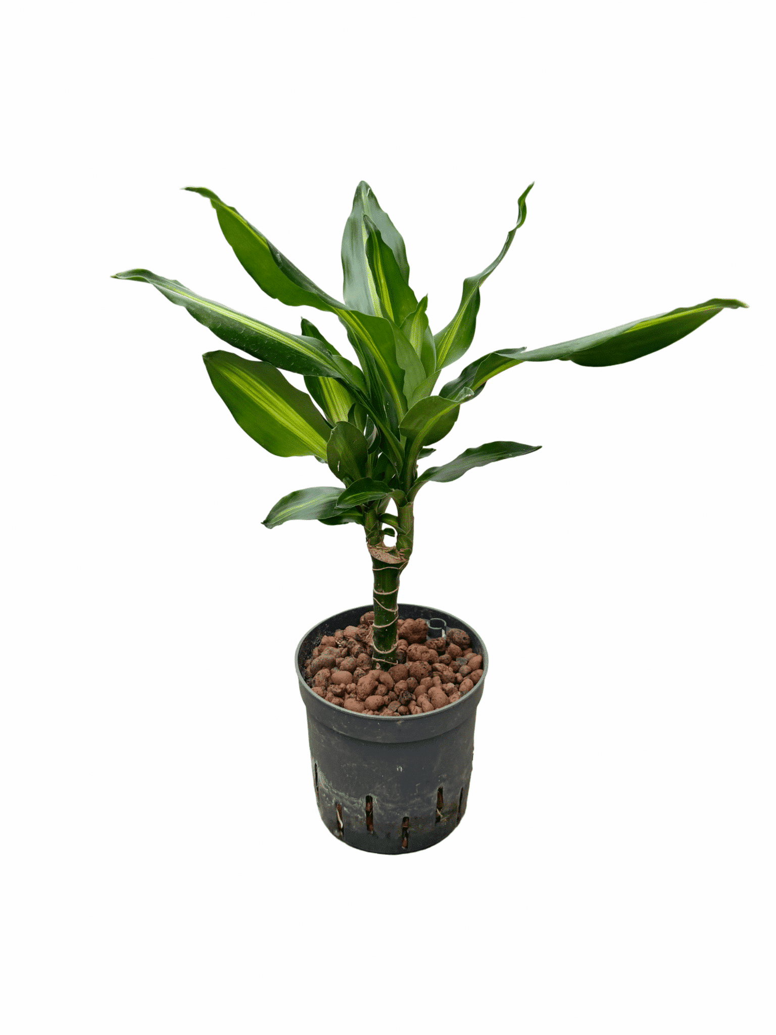 Dracaena fragrans 'Cintho'