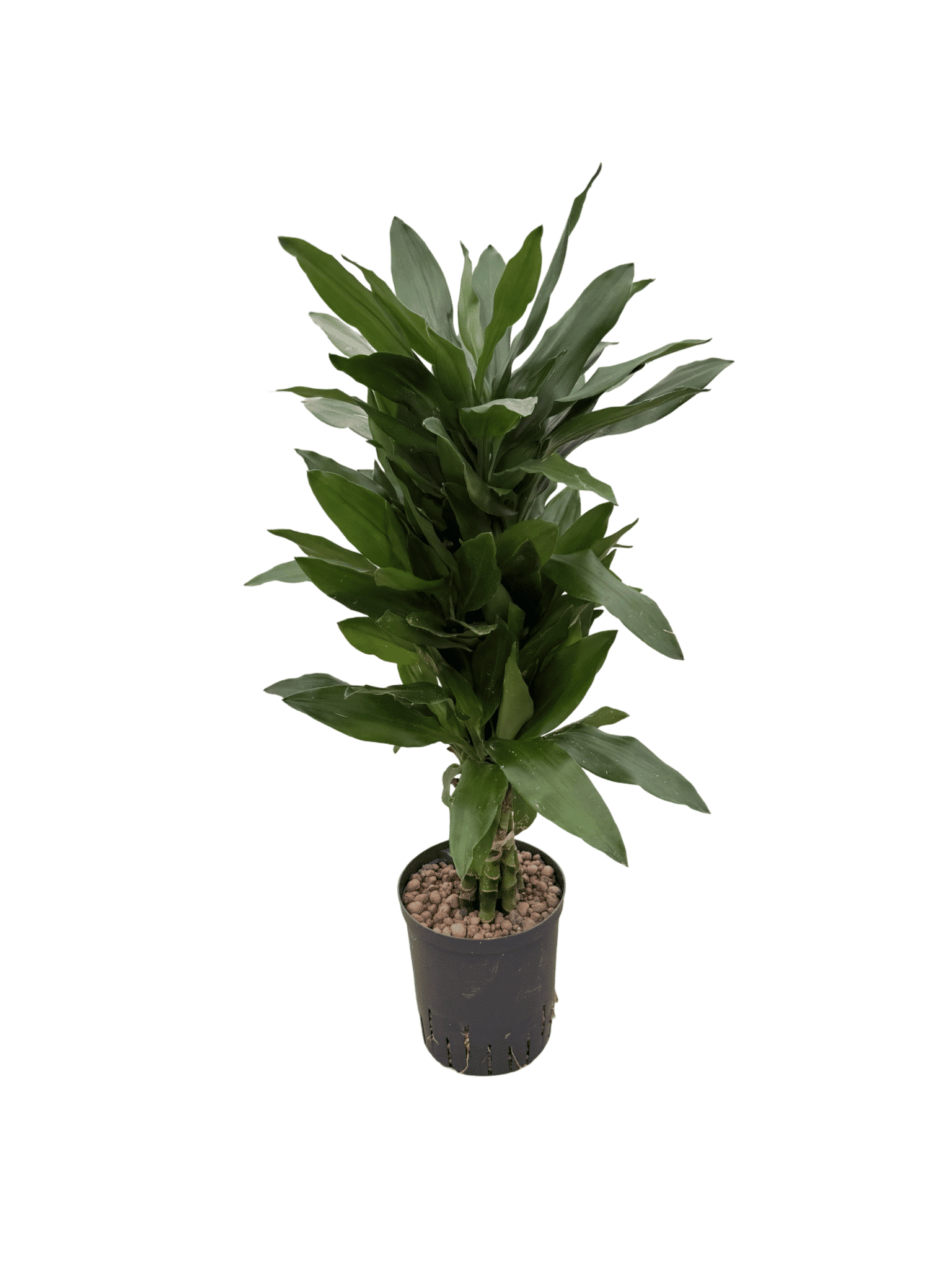 Dracaena 'Janet Lind'