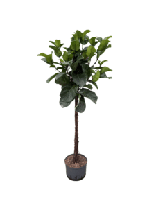 Ficus lyrata 'Bambino'