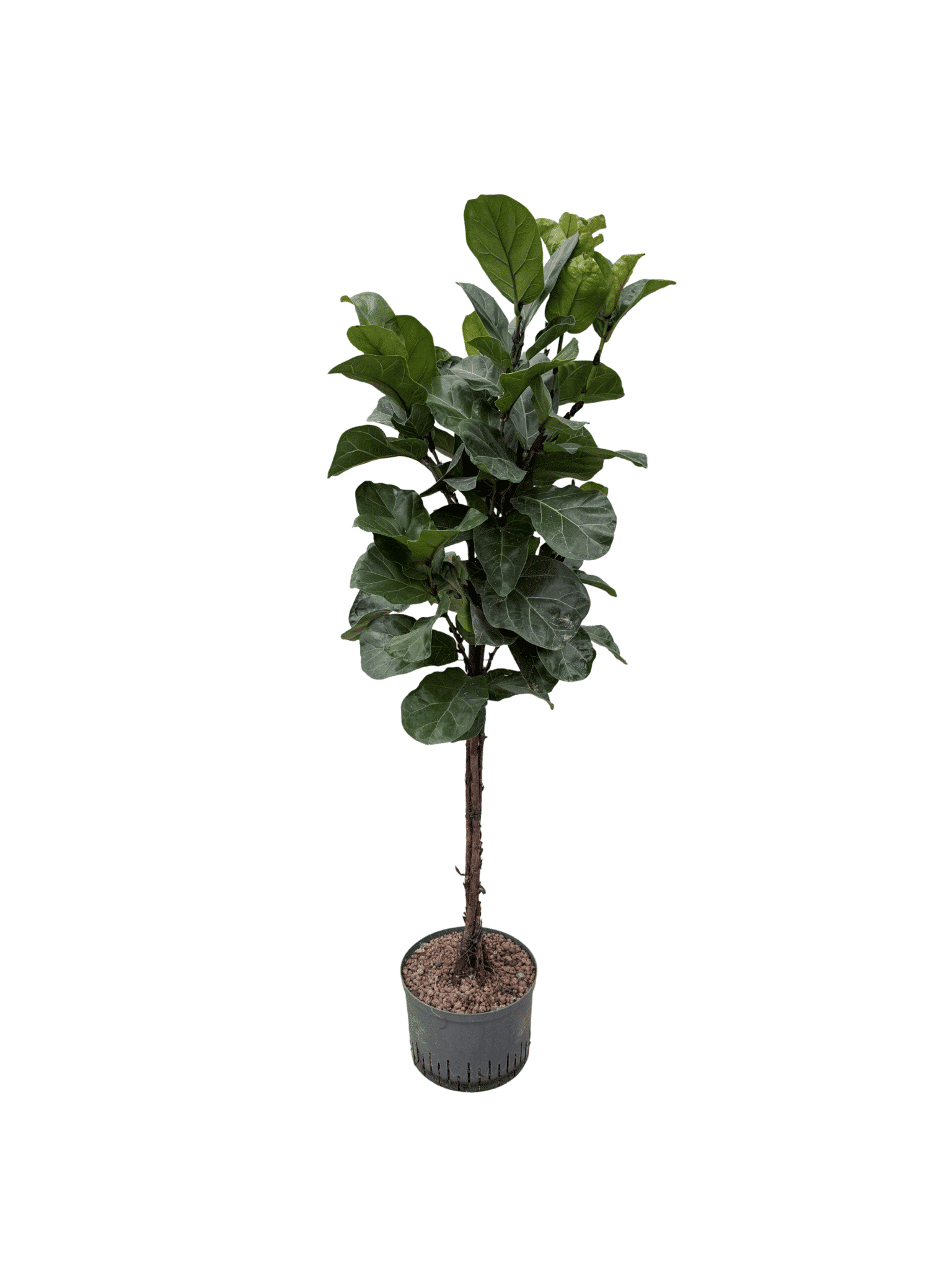 Ficus lyrata 'Bambino'