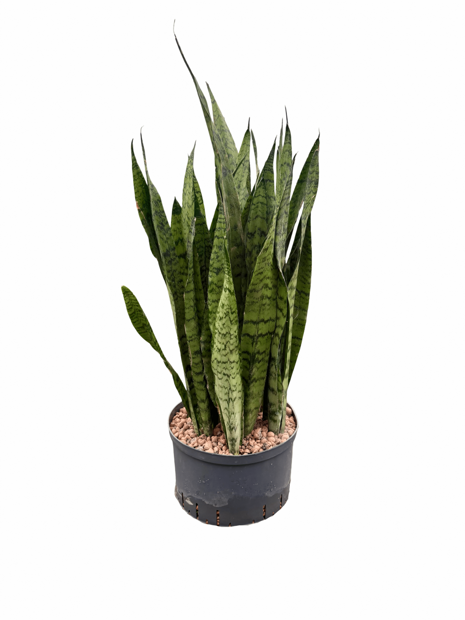 Sansevieria 'Zeylanica'