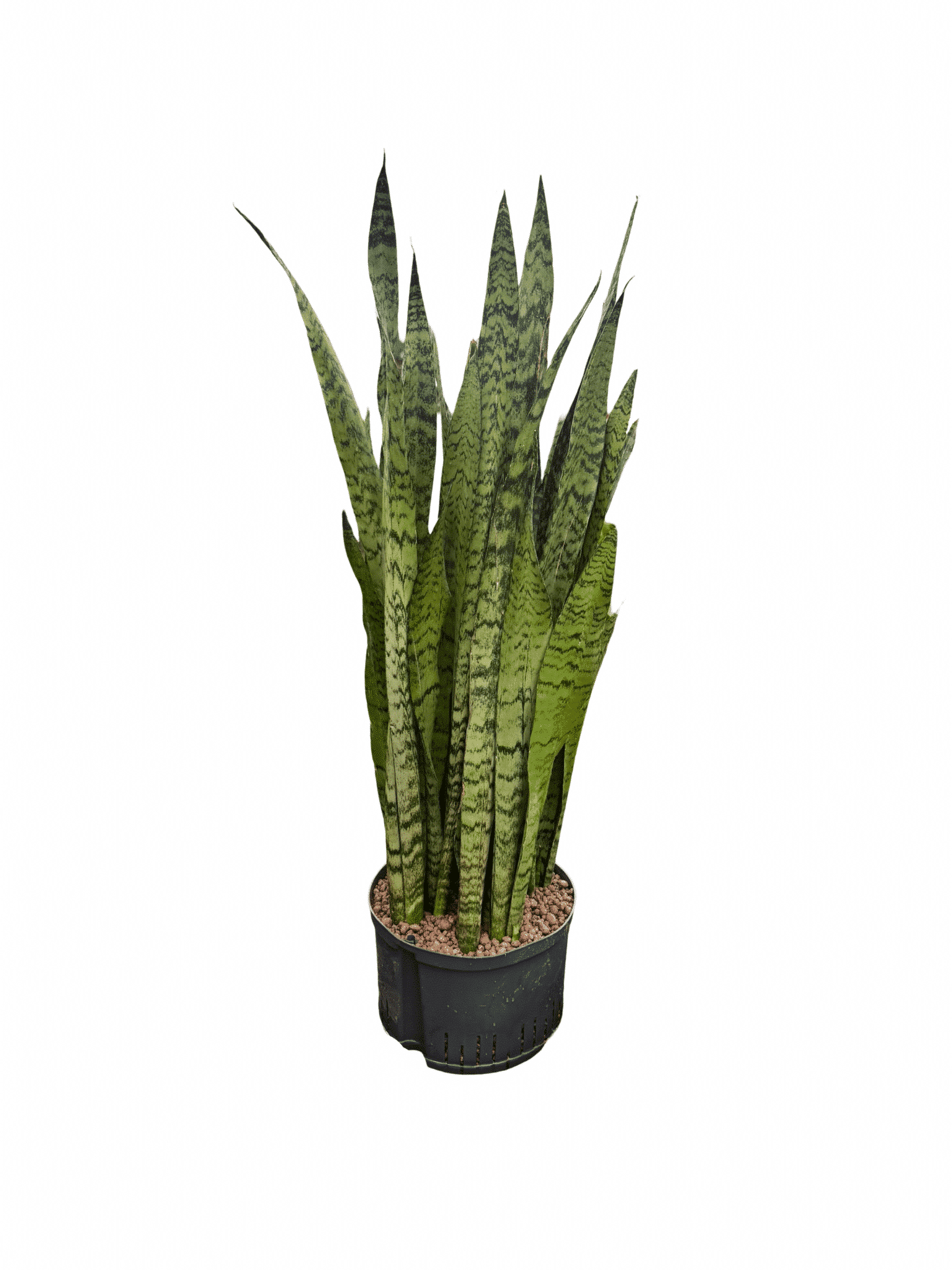 Sansevieria 'Zeylanica'